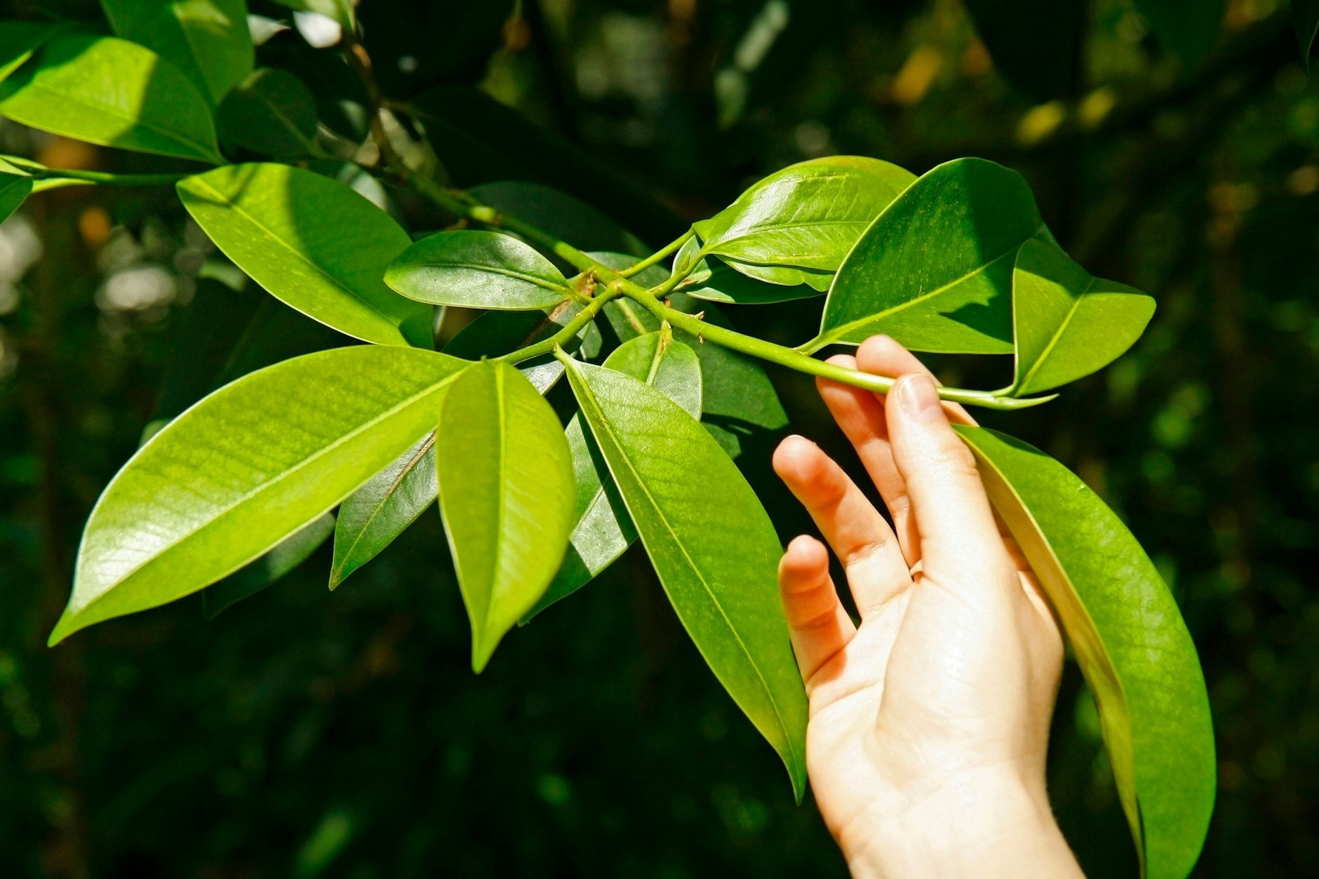 Saftig und grün: Die großen Blätter der Kamelien-Sorte Camelia Sinensis.