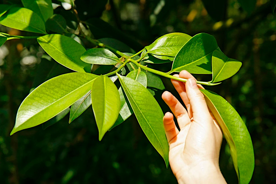 Saftig und grün: Die großen Blätter der Kamelien-Sorte Camelia Sinensis.