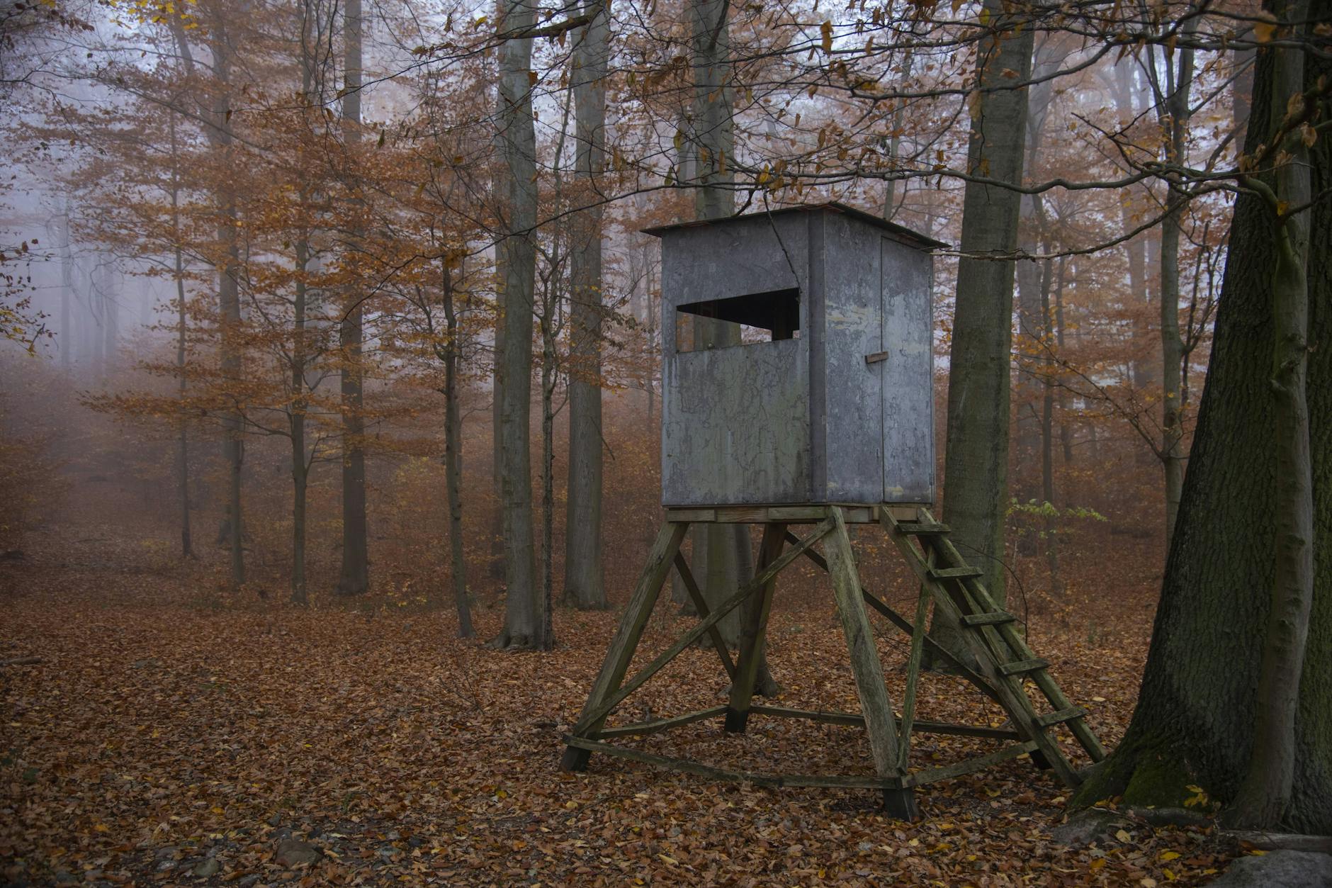 Da kann die Zeit schon mal lang werden: Hochsitz im Biosphärenreservat Schorfheide-Chorin.