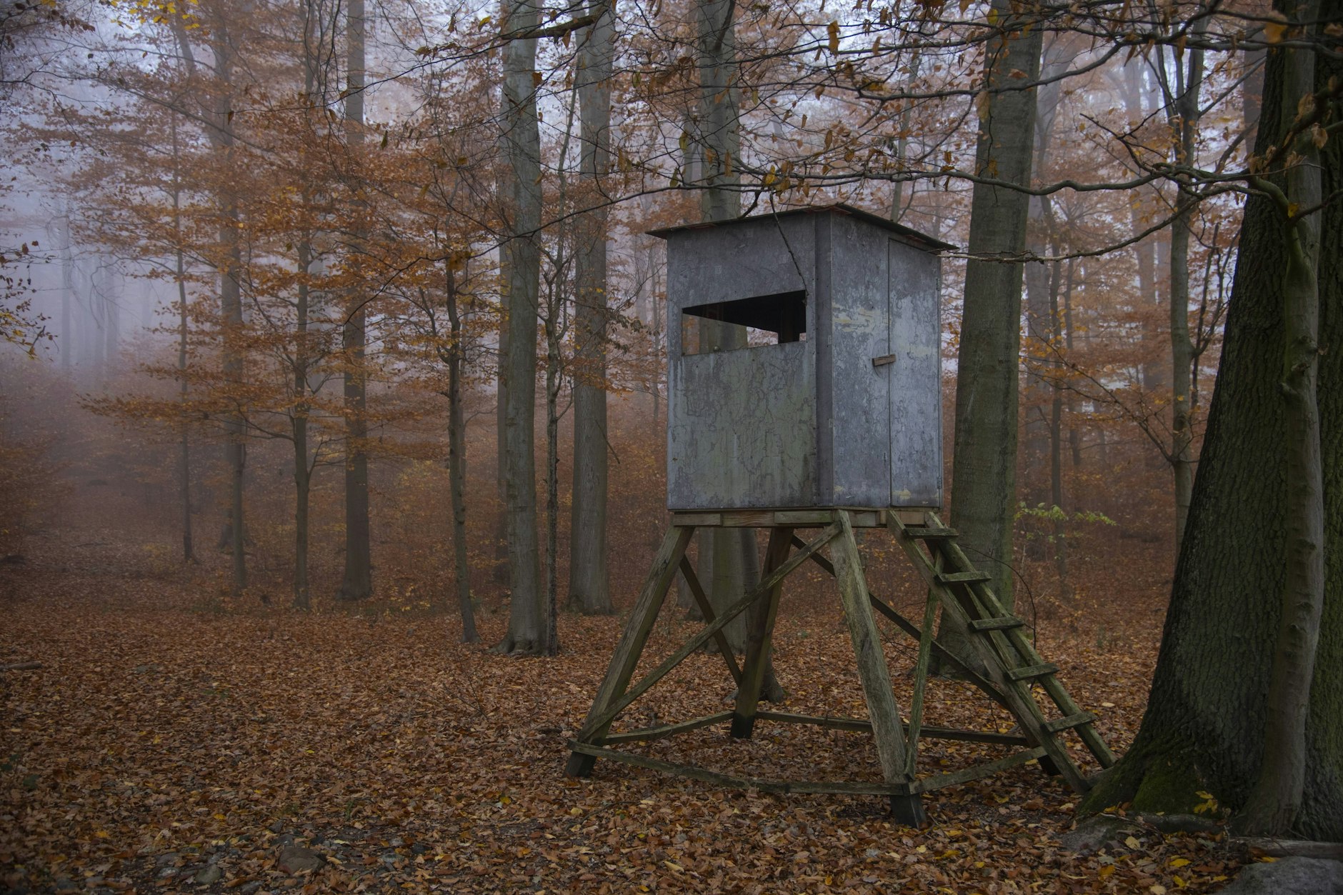 Da kann die Zeit schon mal lang werden: Hochsitz im Biosphärenreservat Schorfheide-Chorin.