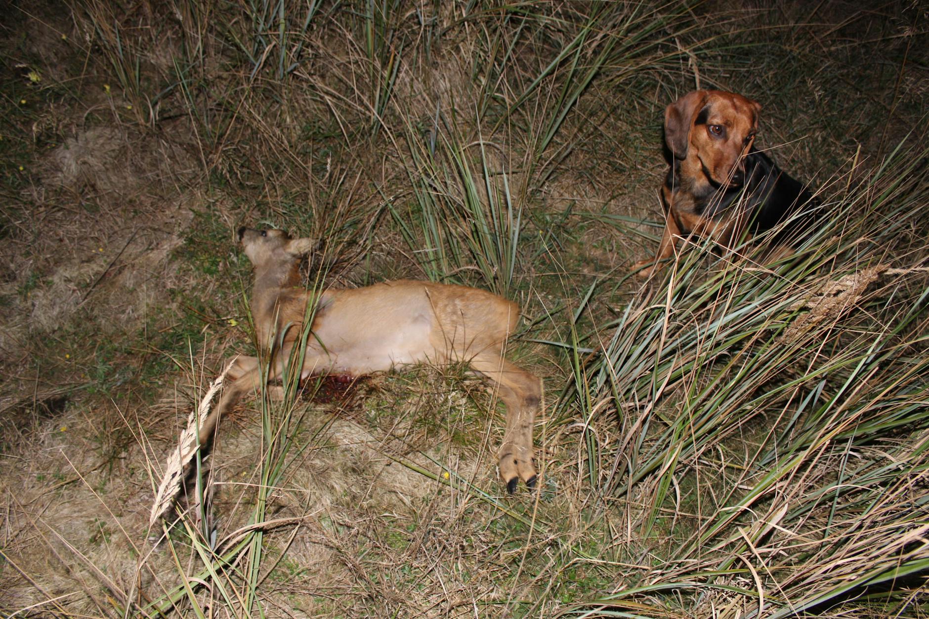 Der Jagdhund und die Beute