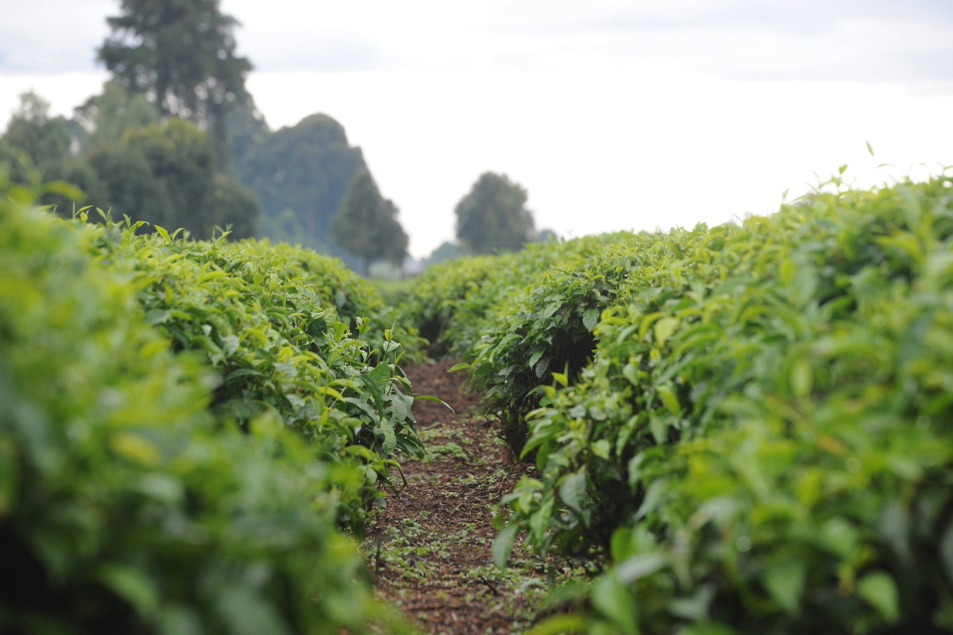 In Reih und Glied: Der Tee, hier eine Plantage in Kenia, wird in alle Welt verschifft.