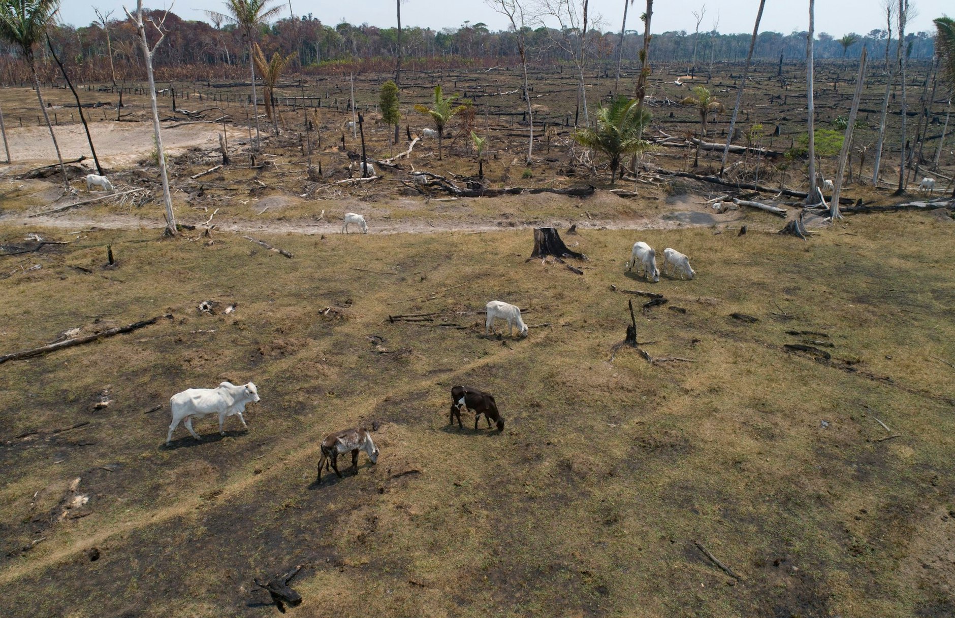 ARCHIV - Rinder grasen auf einem verbrannten und abgeholzten Feld nahe Canutama in Brasilien.  