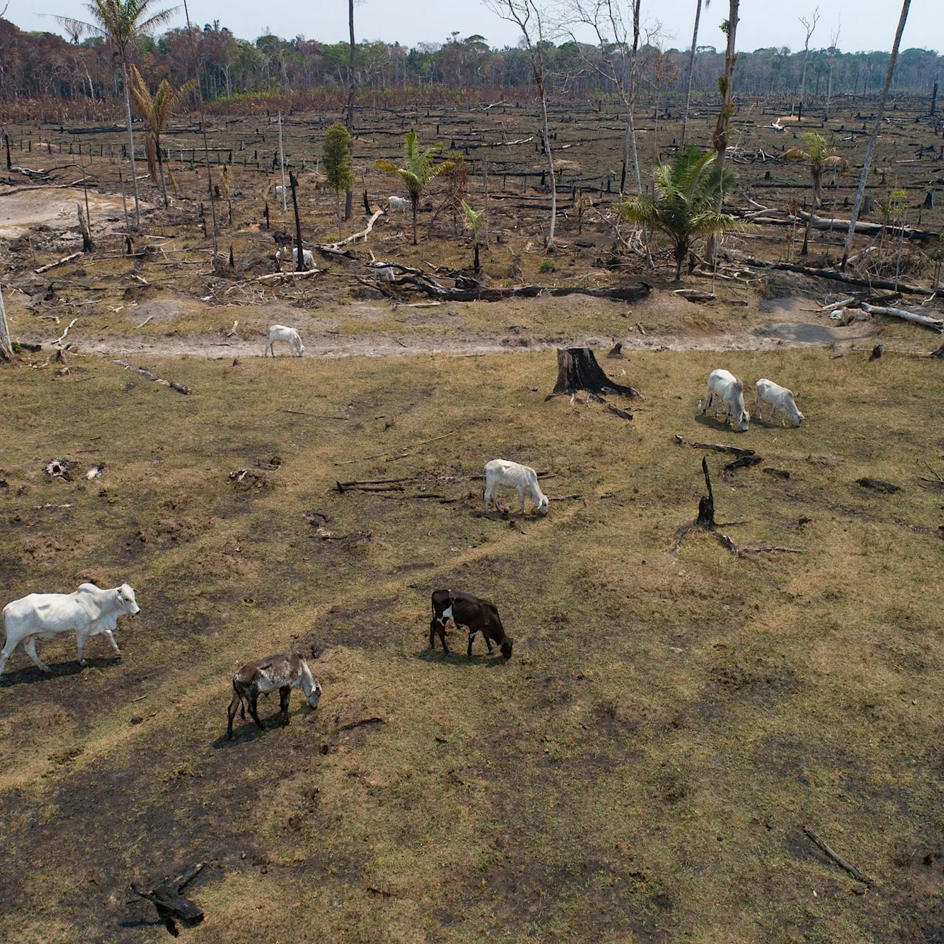 Abholzung im Amazonasgebiet droht auf Rekordwert zu steigen