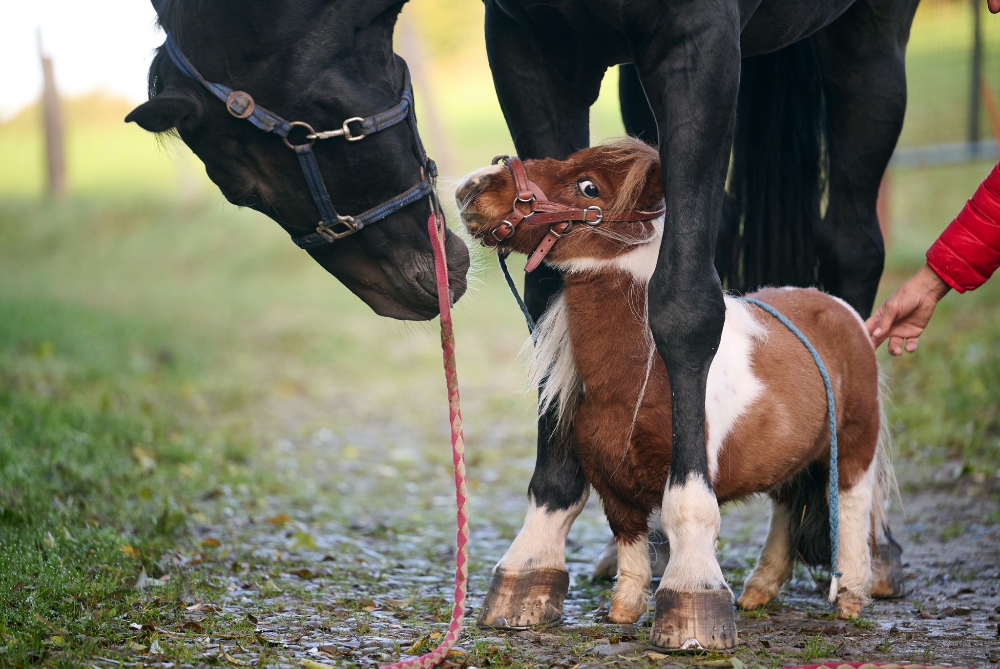 Image - Pumuckel vor Guinness-Rekord: Lesen Sie HIER, was das KLEINSTE Pferd der Welt alles kann!