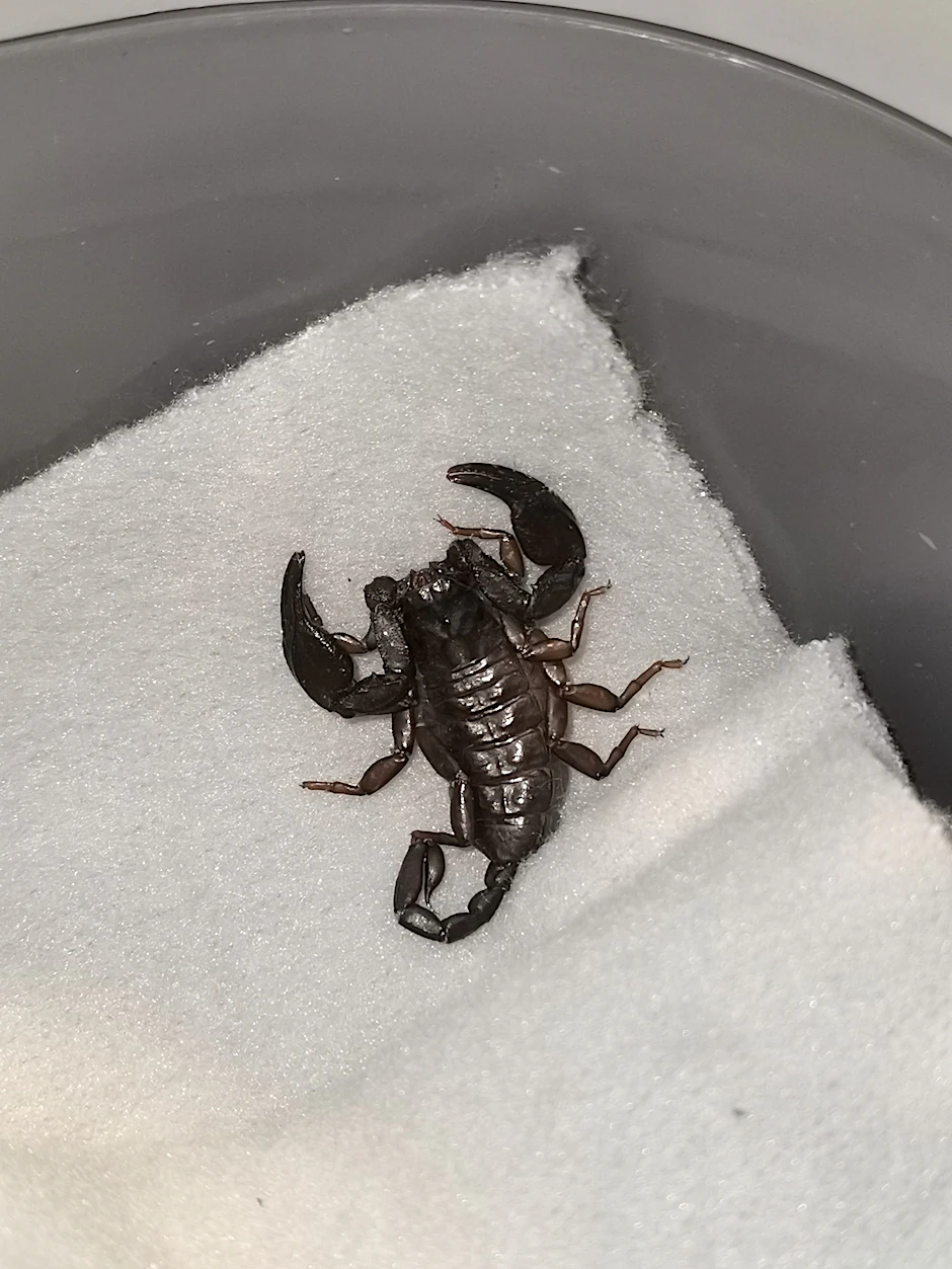 Ein Skorpion befand sich unentdeckt im Reiserucksack (Archivbild).