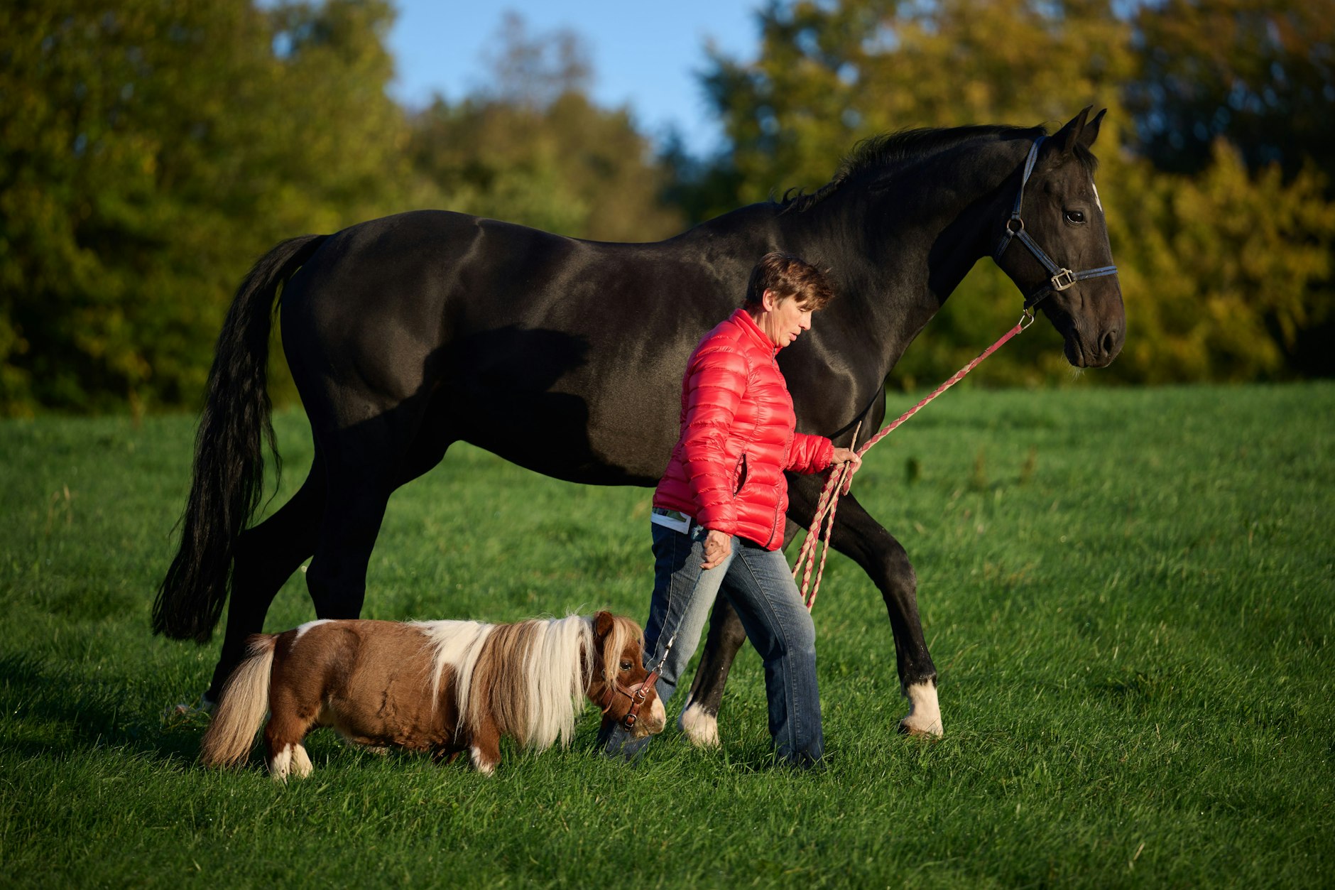 Reitlehrerin Carola Weidemann geht mit ihrem Shetland-Pony Pumuckel und Wallach Ron-Sheer über eine Weide.