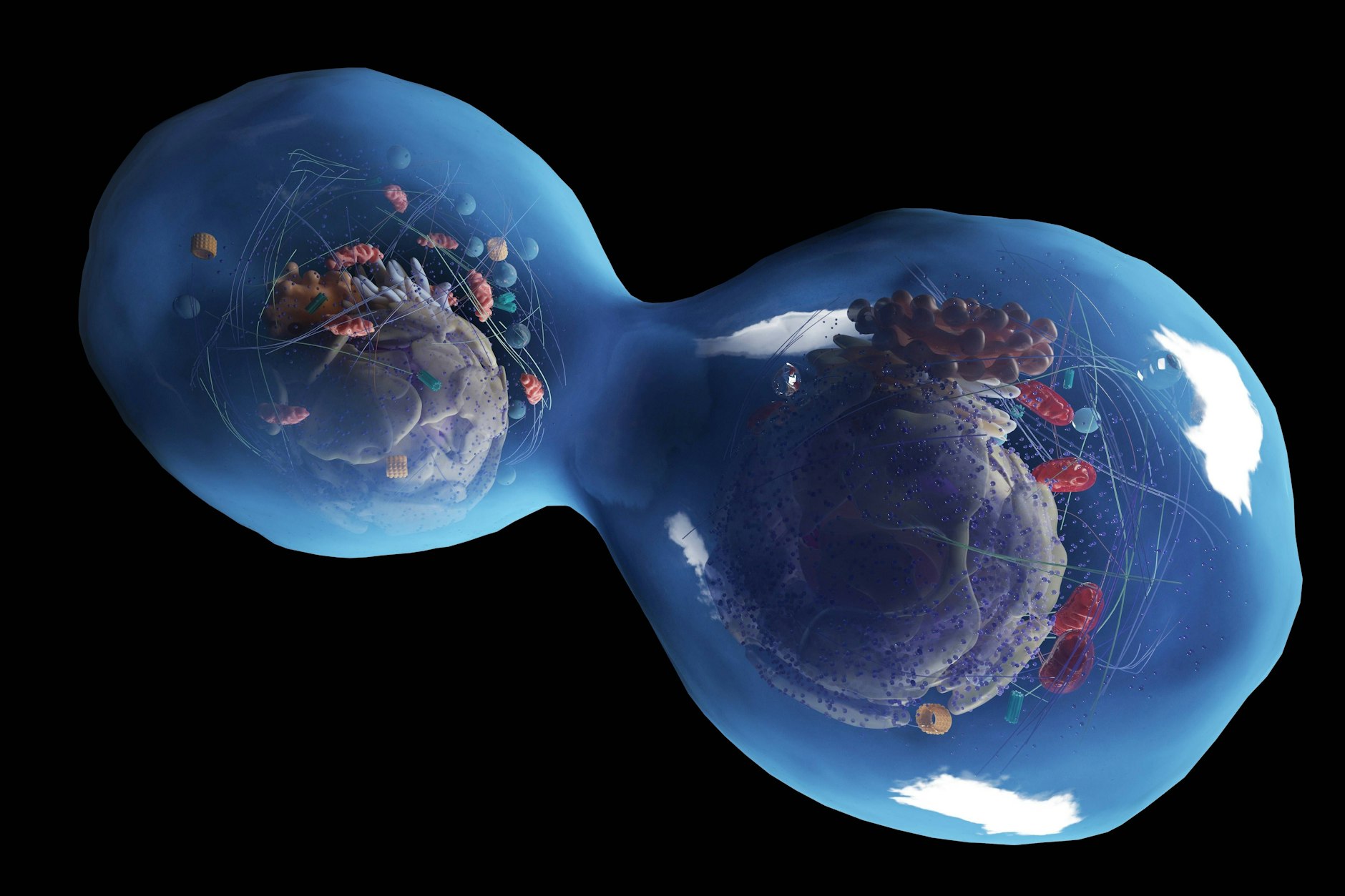 Illustration einer Zellteilung