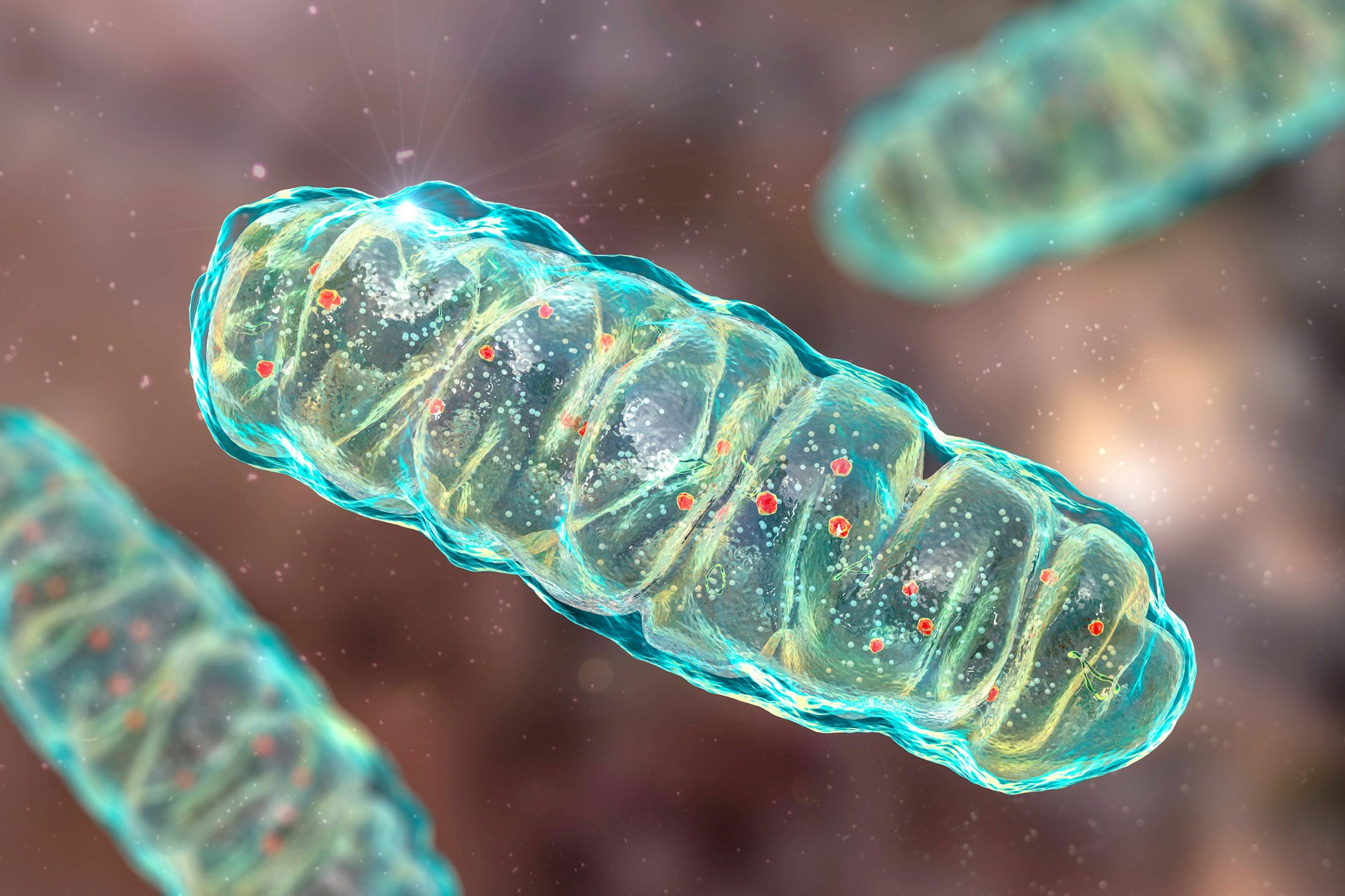 Computergenerierte Illustration von Mitochondrien