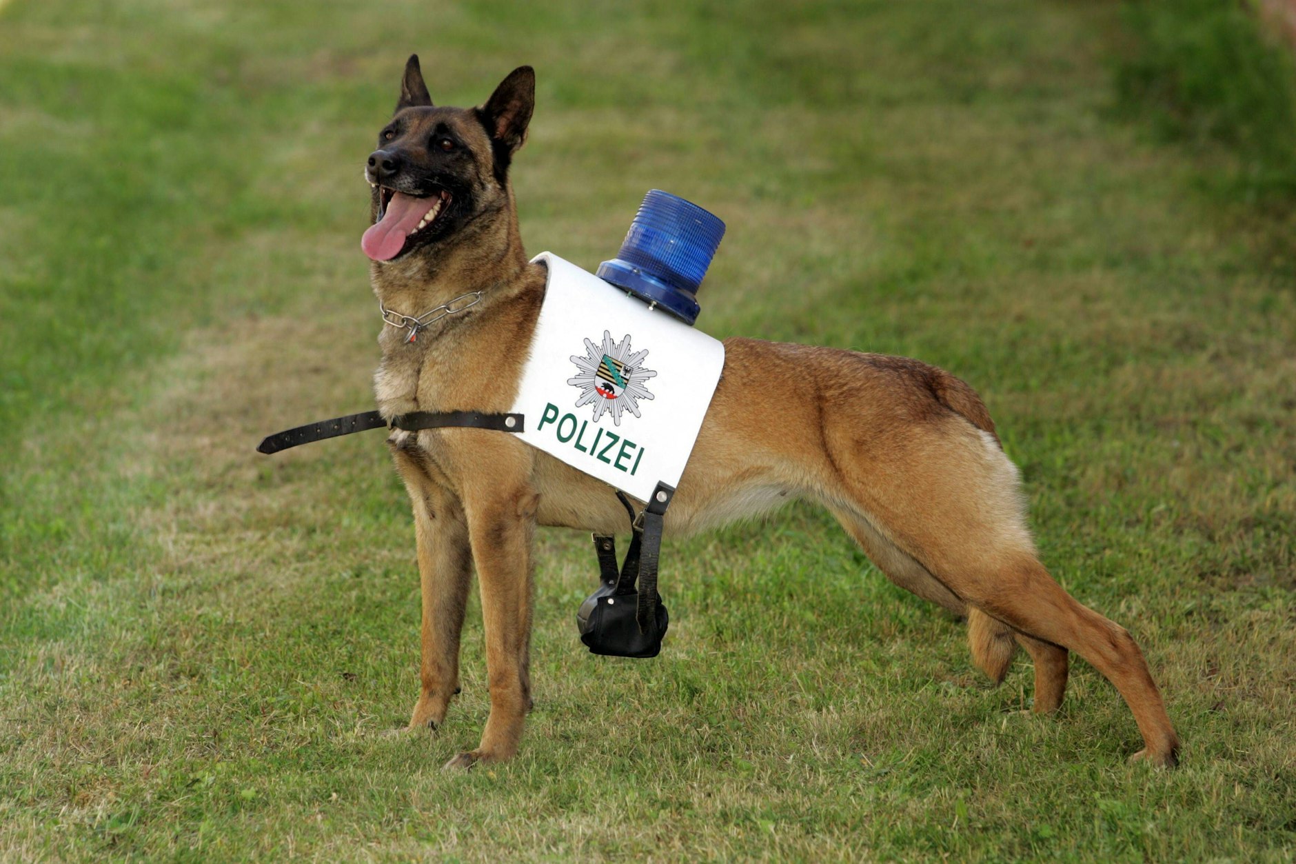 Polizeihund mit umgeschnallten Blaulicht  - hier Polizeidiensthunde-Landesmeister Danny von der Zarge in Dessau