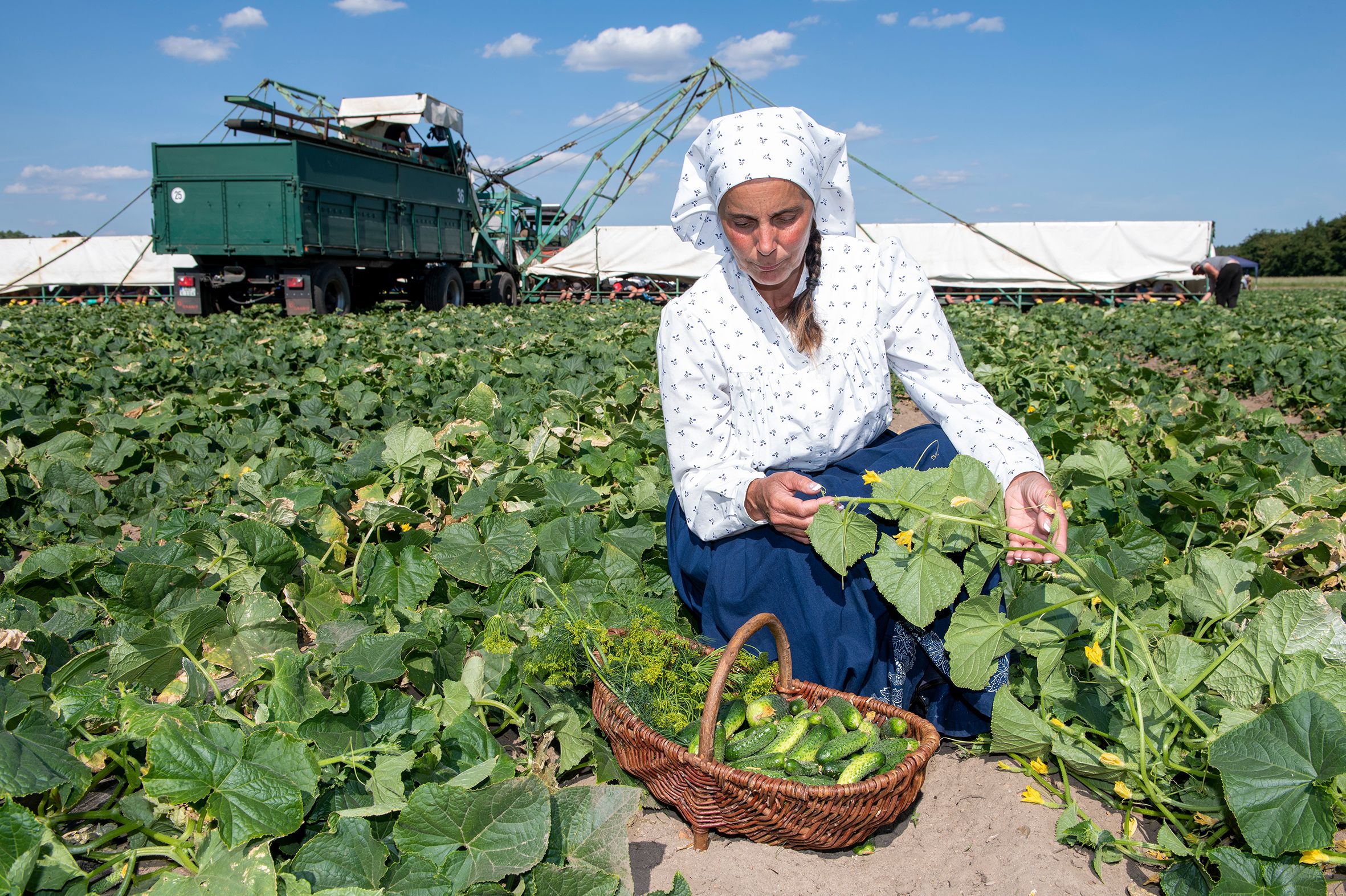 Karpfen, Kohl und Co: Diese Spezialitäten sind typisch für Brandenburg