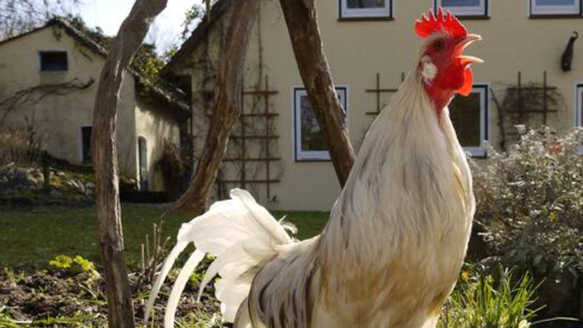 Auf dem Dorf ist das Krähen eines Hahnes normal. Aber schon in einer Kleinstadt kann es für Ärger sorgen.