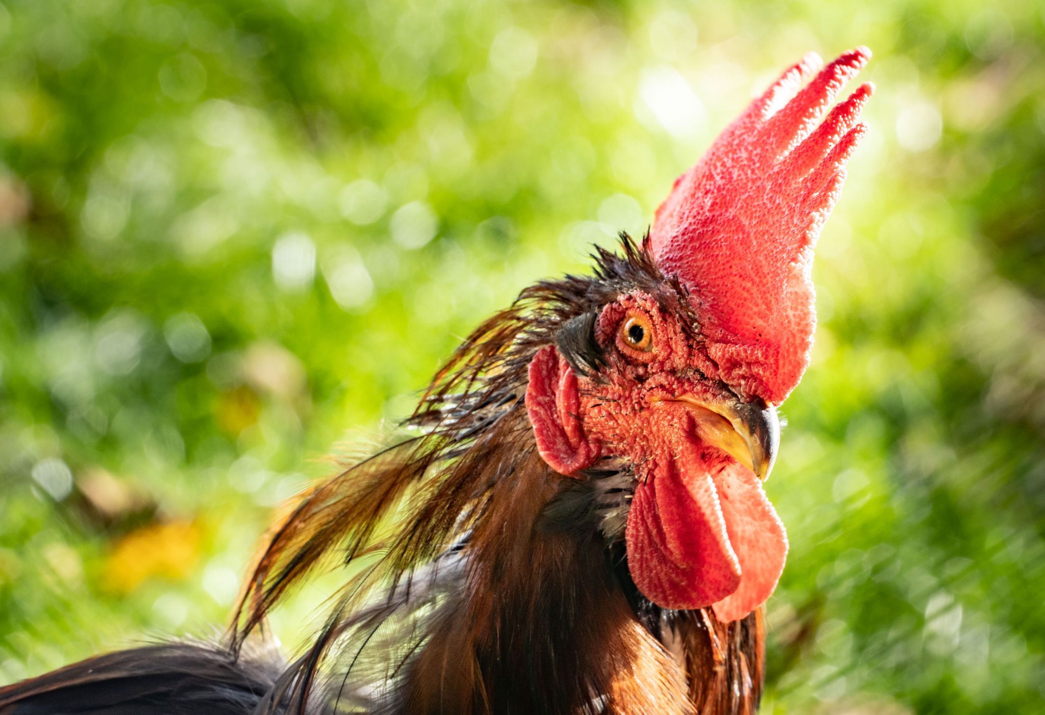 Irrer Gerichtsstreit: Hahn darf nur im schallisolierten Stall krähen