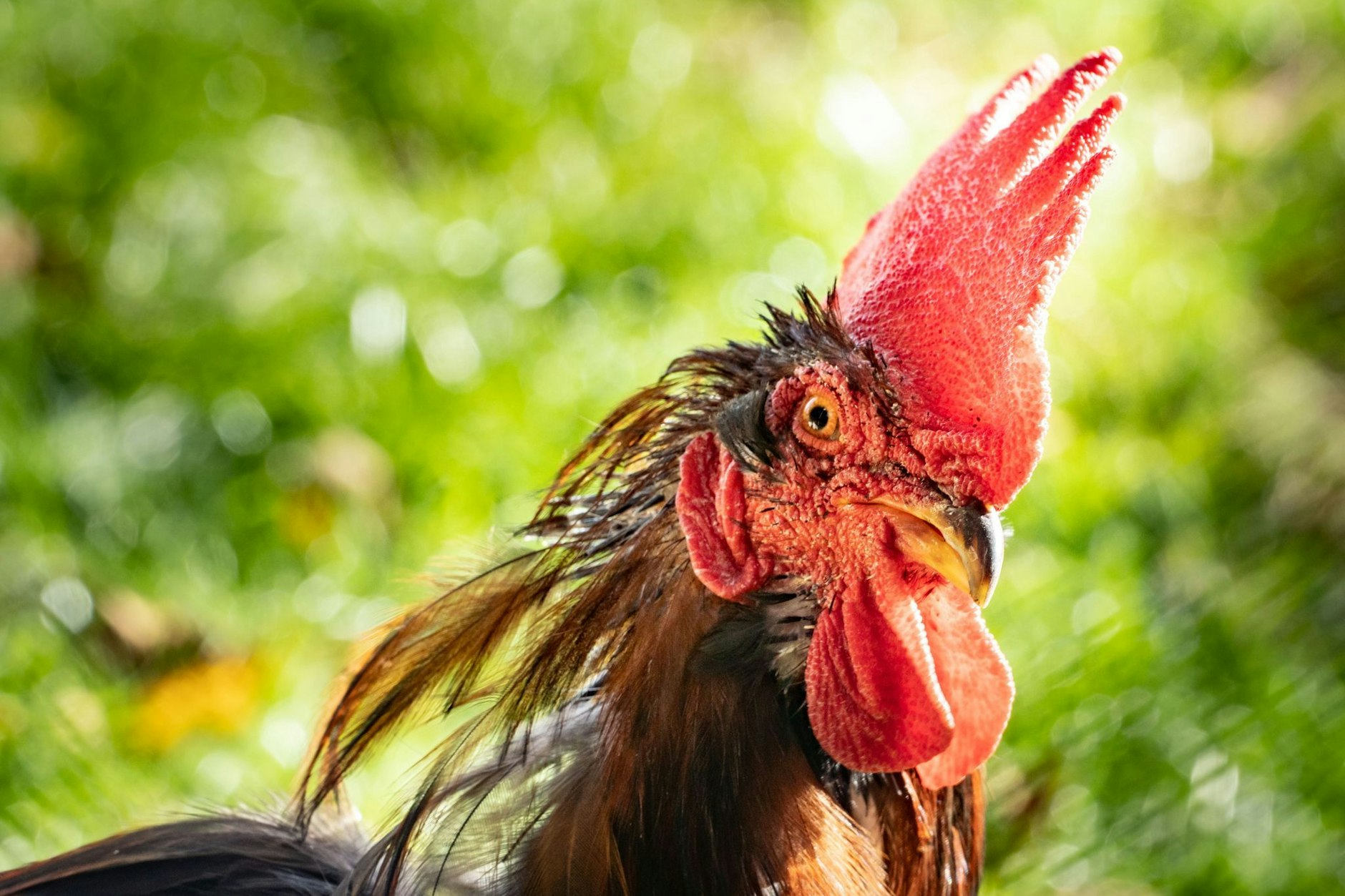 Ein Hahn kann einem schon ganz schön auf den Wecker gehen. Sein Schrei ist so laut wie ein startender Düsenjet.