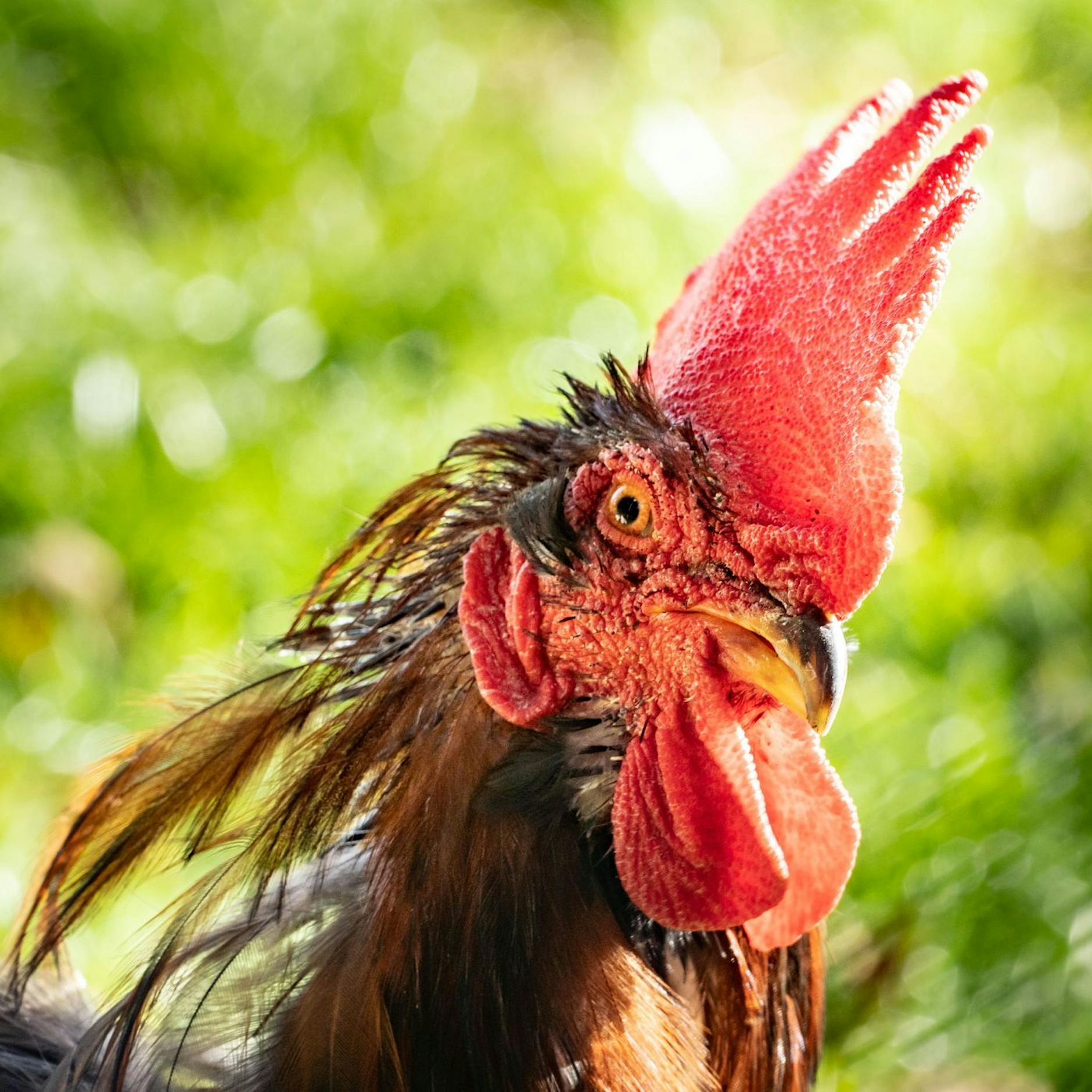 Irrer Gerichtsstreit: Hahn darf nur im schallisolierten Stall krähen