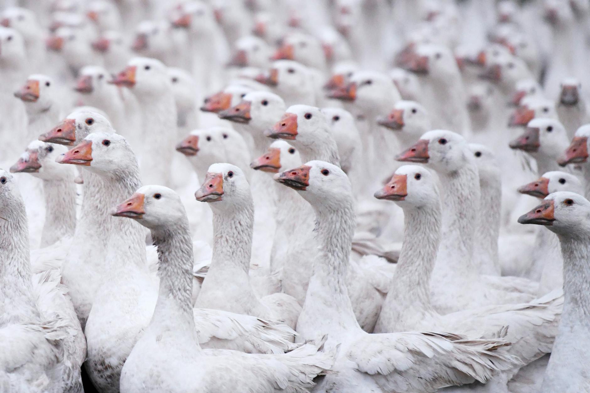Gänse auf einem Geflügelhof. 