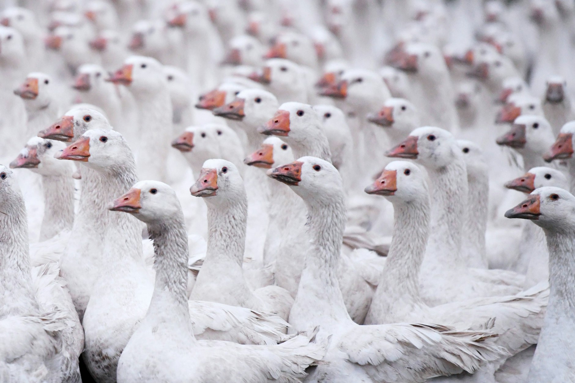 Gänse auf einem Geflügelhof.&nbsp;