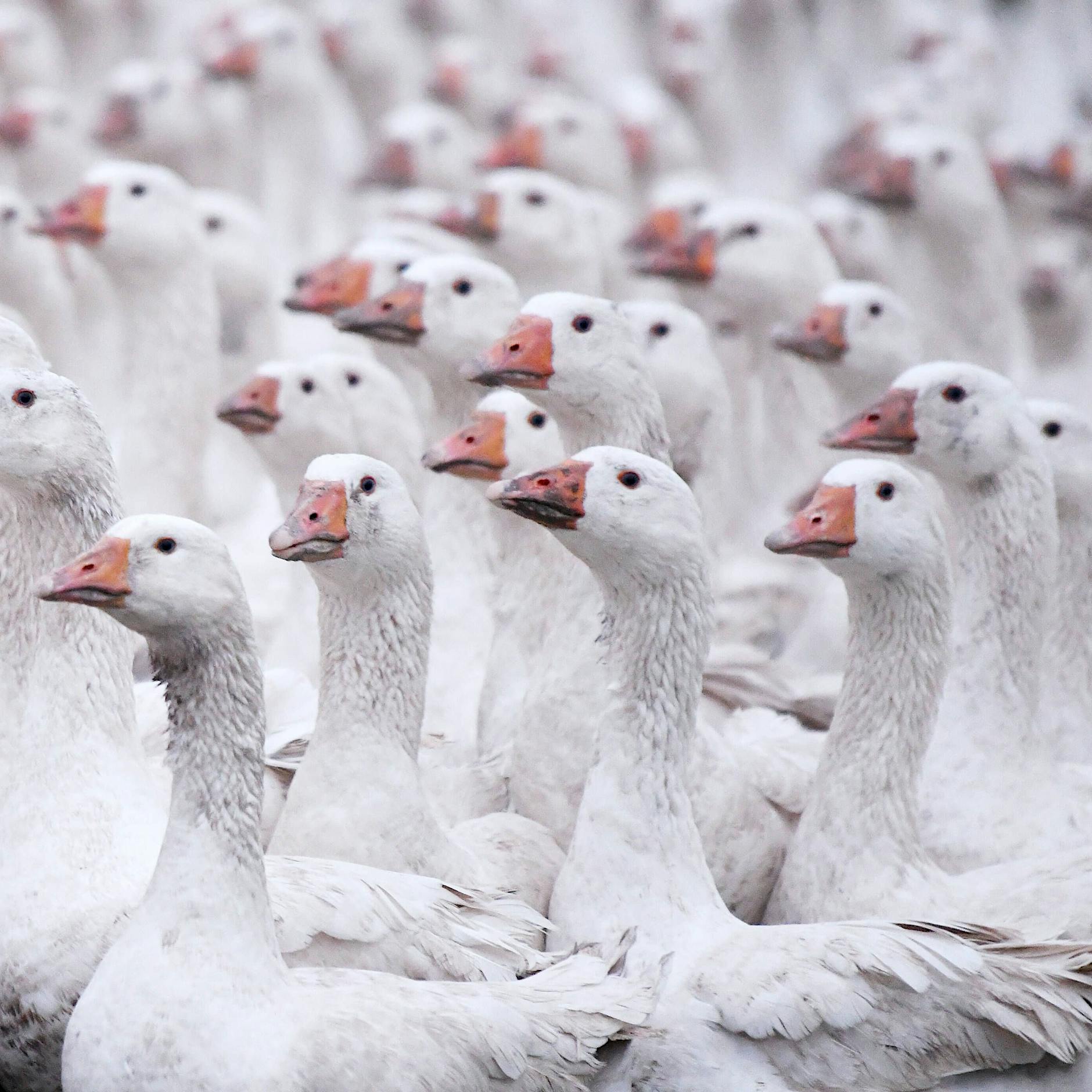 Geflügelzüchter besorgt: „Weihnachtsgans noch nie so in Gefahr“
