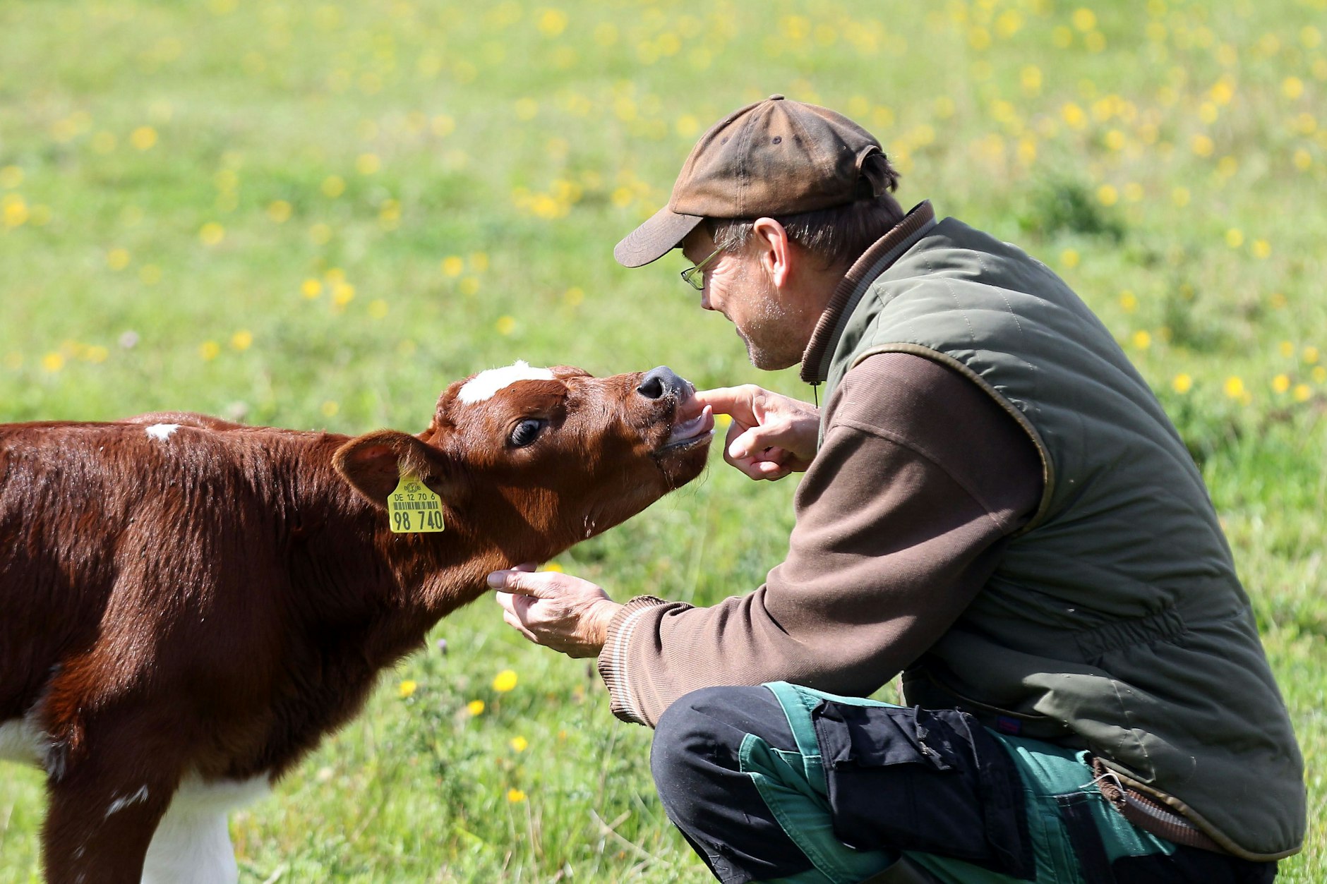 Direkter Kontakt: Bauer Reinhard Jung mit seinem Lieblingskalb Blümchen.