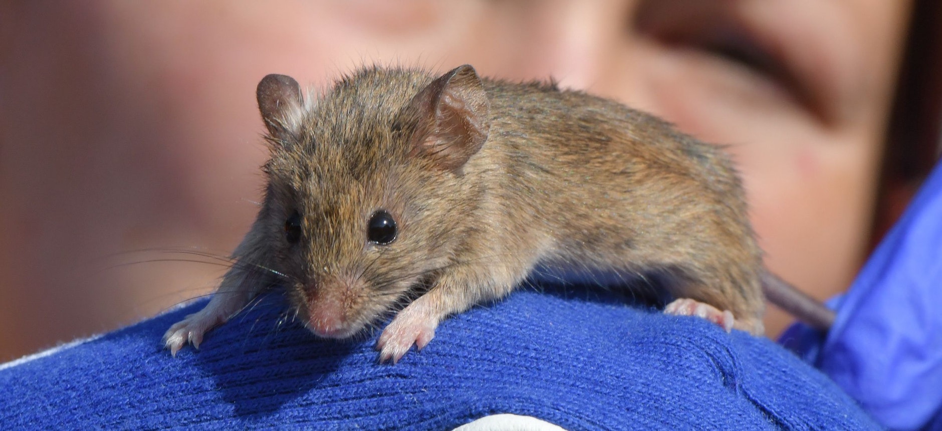 Mäuse in der Wohnung Wie man sein Zuhause mausunfreundlich macht