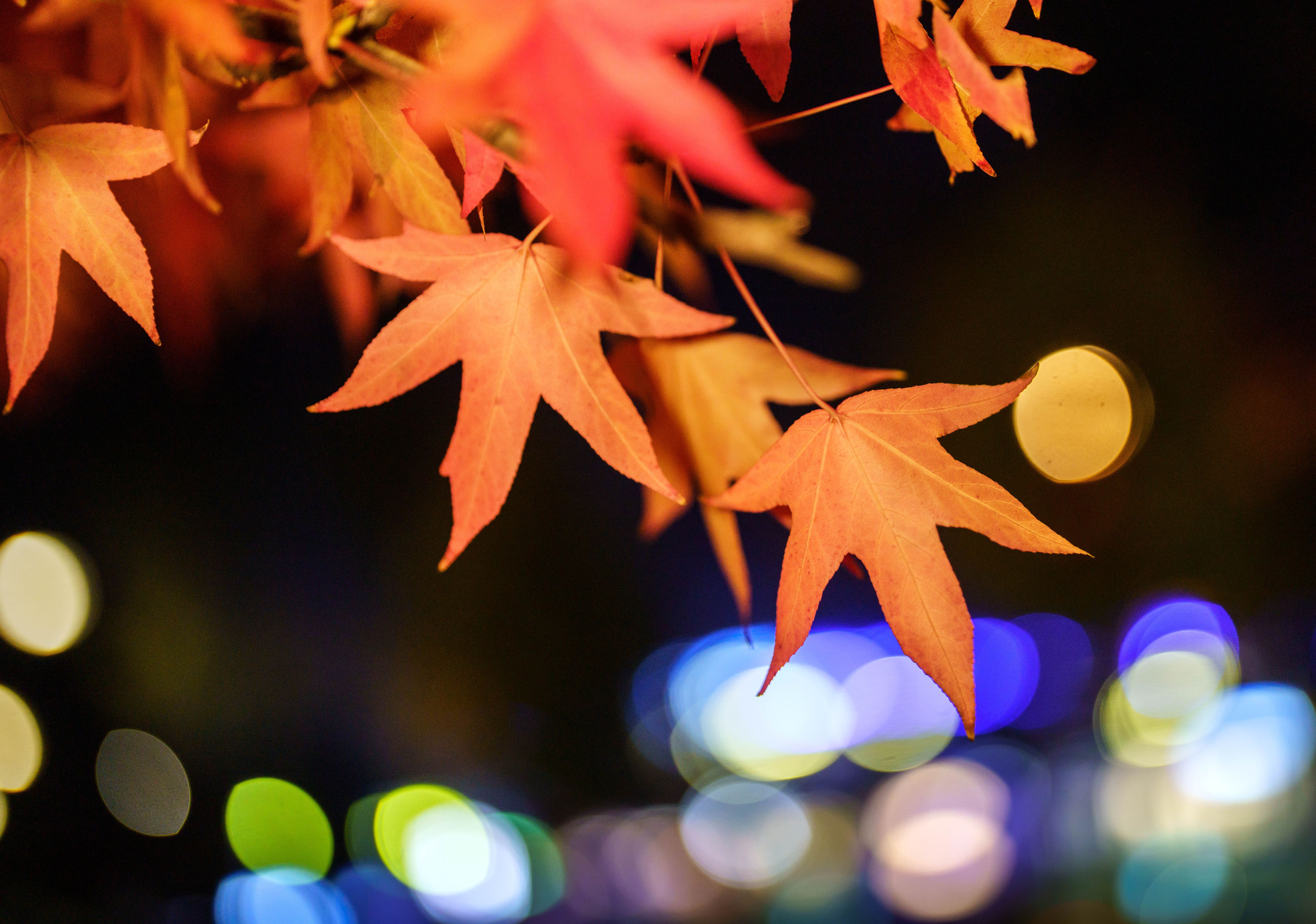 Achterbahn bei Wetter-Prognosen: Polarpeitsche oder Sommerwärme im Herbst? +++ Wie kalt wird der Winter?