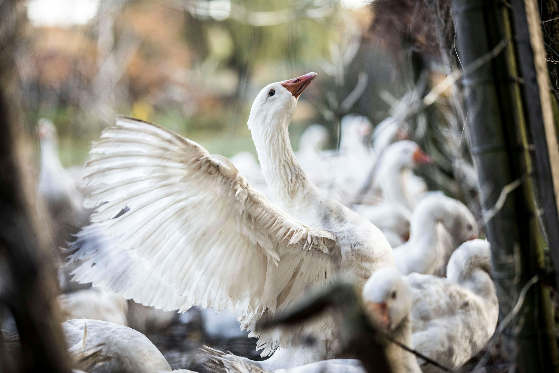 Wegen der Vogelgrippe sind viele Bestände dezimiert.