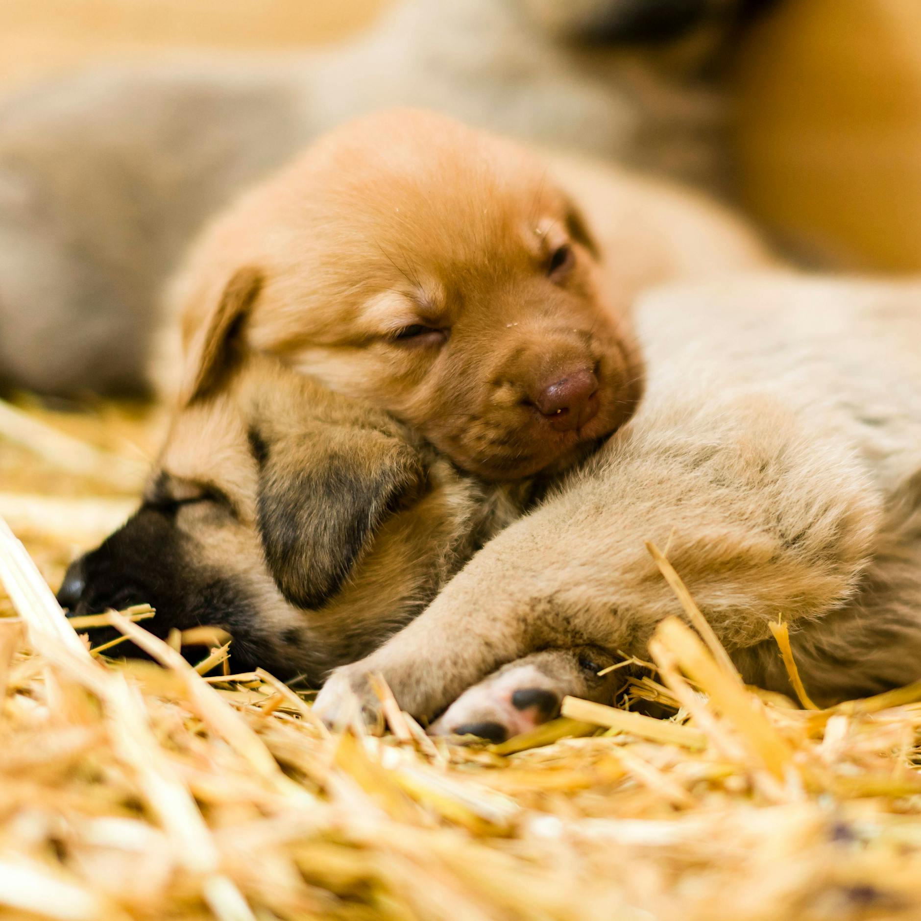 Sorge wegen illegalen Tierhandels in Berlin: Nach Corona nimmt der Handel mit Hunden noch zu