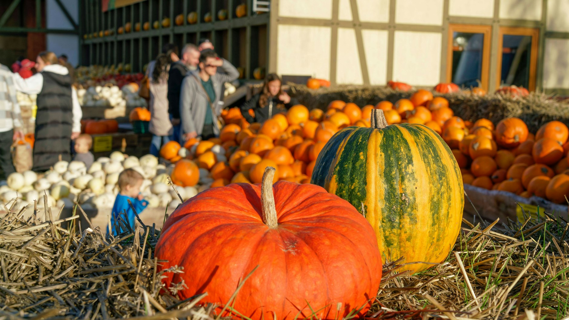 Überall leuchten gerade die Kürbisse, Zeit für eine köstliche Kürbis-Lasagne.&nbsp;