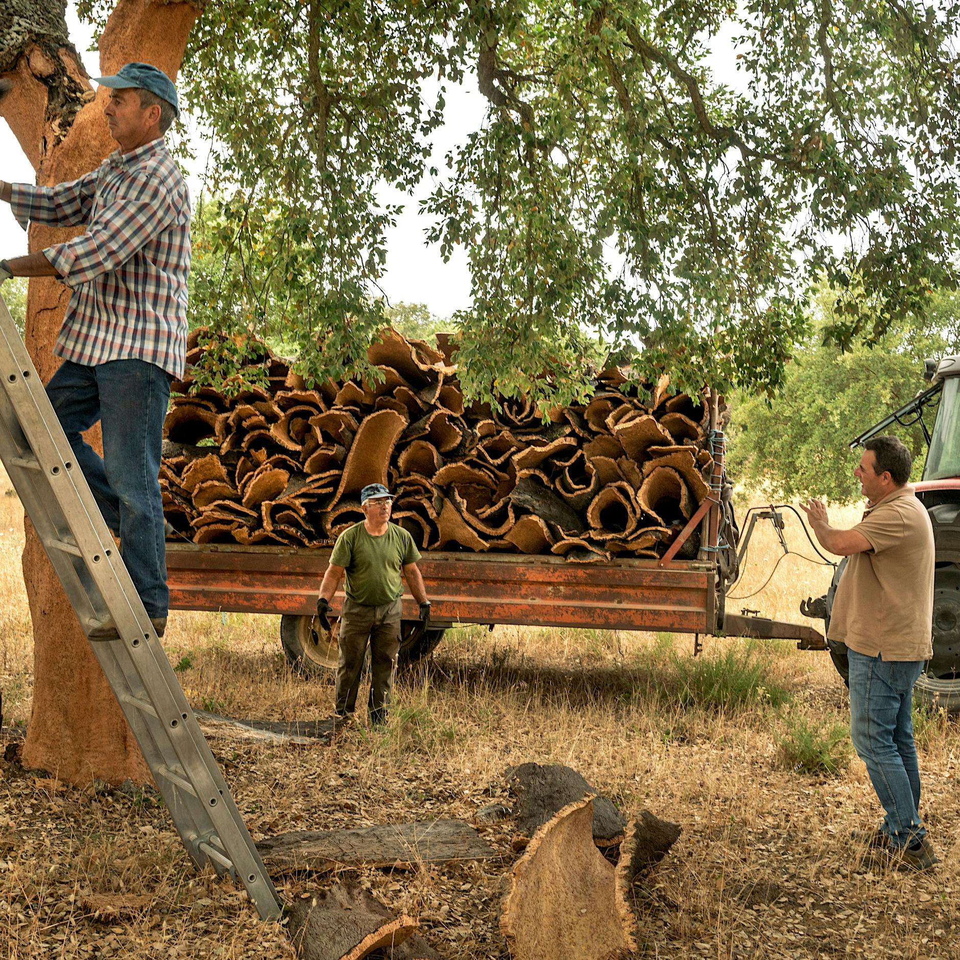 Wie Portugal seine Umwelt zerstört – und Bauern sich dagegen wehren