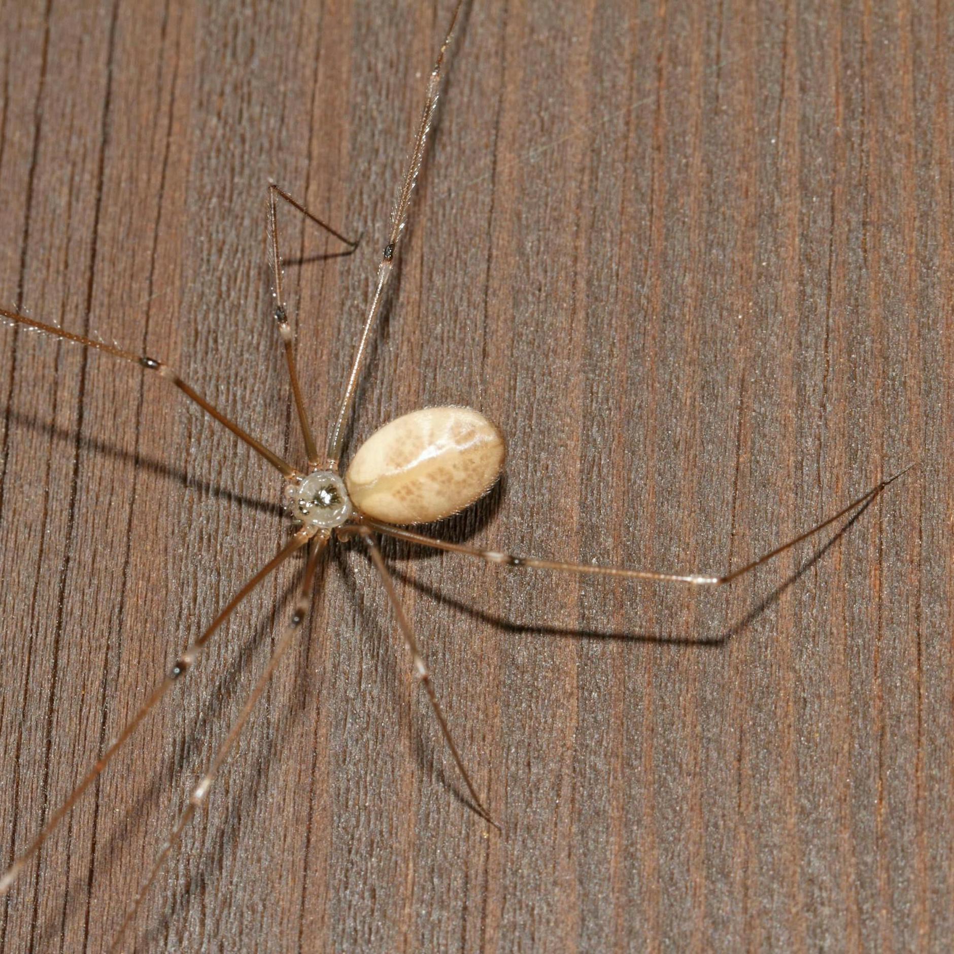 Große Zitterspinne: Sie sind harmlos. Kein Grund, kreischend davonzulaufen, wenn sie sich in einer Ecke der Wohnung an ihren selbst gesponnenen Fäden entlanghangeln.