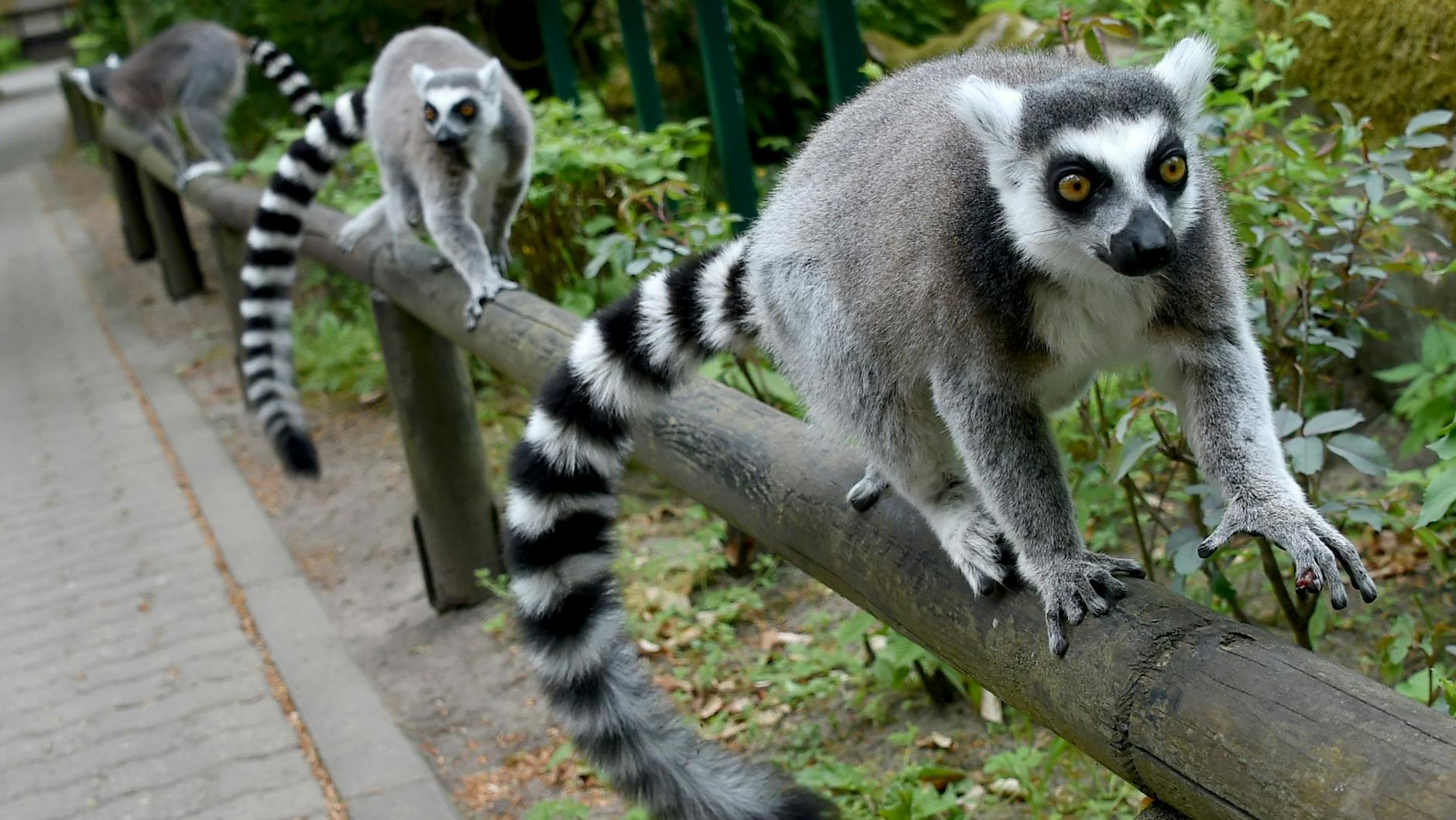 Kattas (Lemur Katta) balancieren im Zoo Eberswalde auf einem Geländer. Sie gehören auch zu den Lieblingen des Zoo-Chefs.