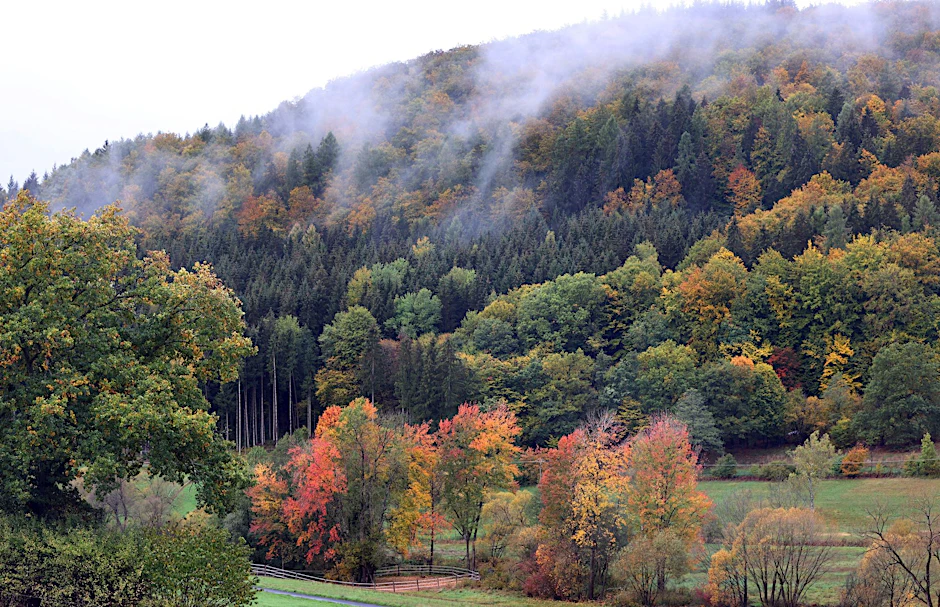 Nebel hängt über den herbstlich verfärbten Bäumen des Ruppertshüttener Forstes.  