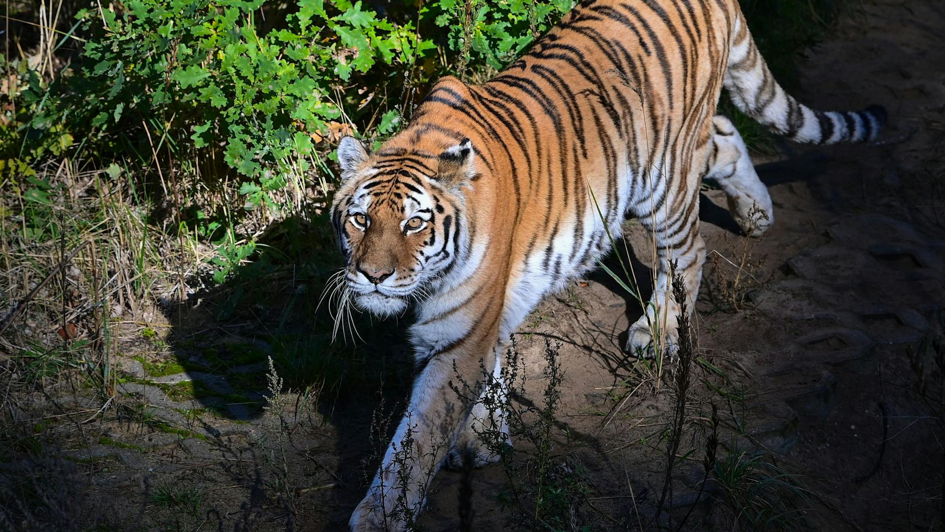 Dieser Sibirischer Tiger ist dem Direktor vom Zoo Eberswalde besonders ans Herz gewachsen. 