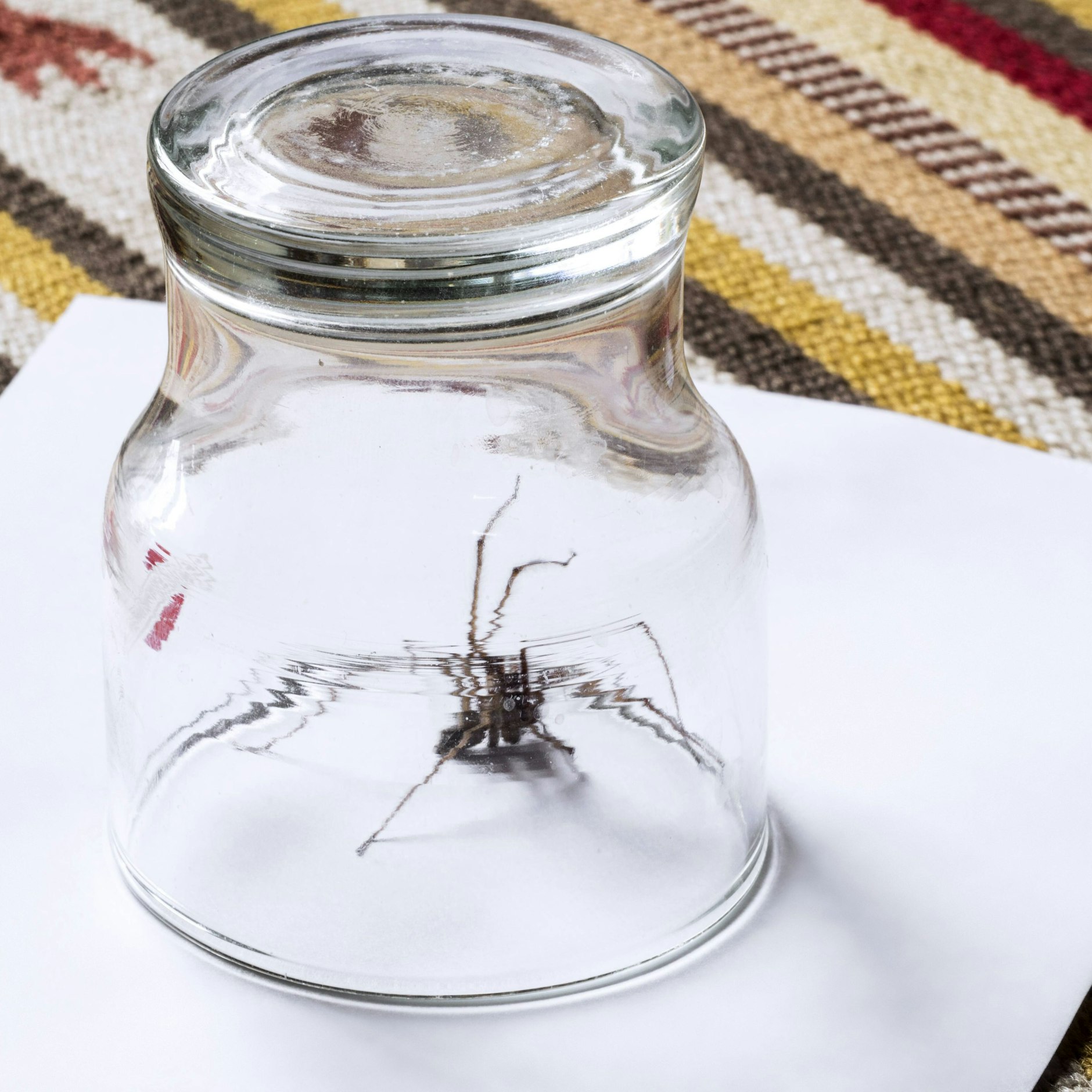 Am besten fängt man die Spinne mit einem Blatt Papier und einem Glas ein und lässt sie draußen wieder frei.
