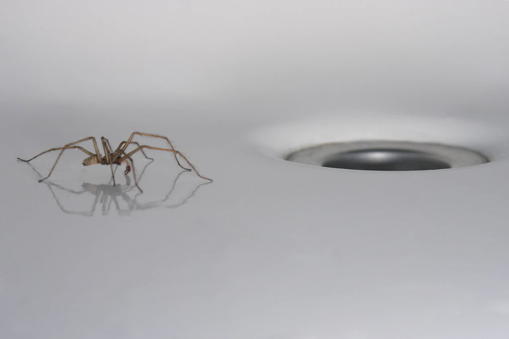 Können Spinnen eigentlich wieder aus dem Staubsauger krabbeln?