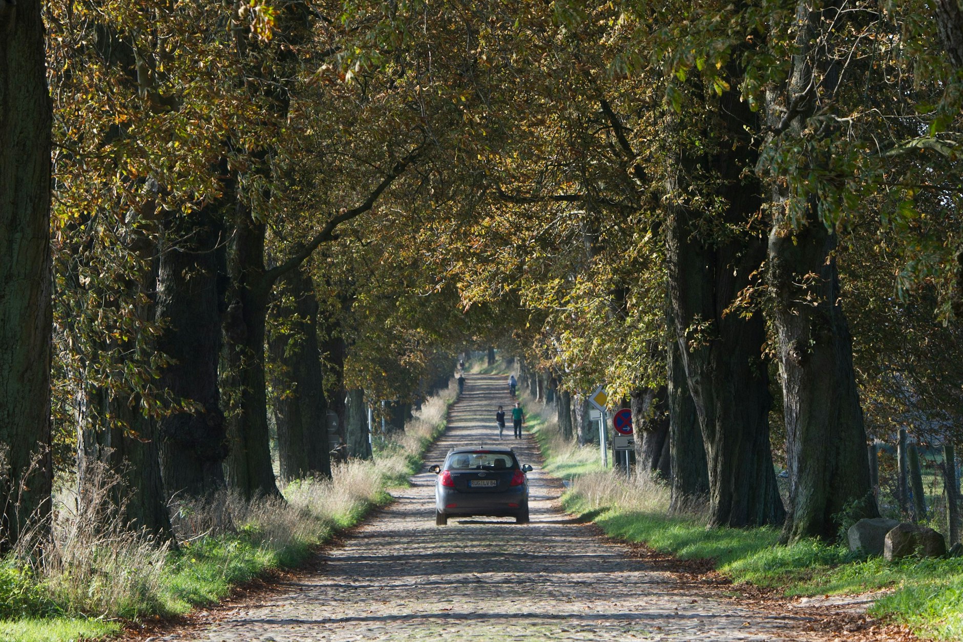 Eine Allee im mecklenburg-vorpommerschen Lancken-Granitz.