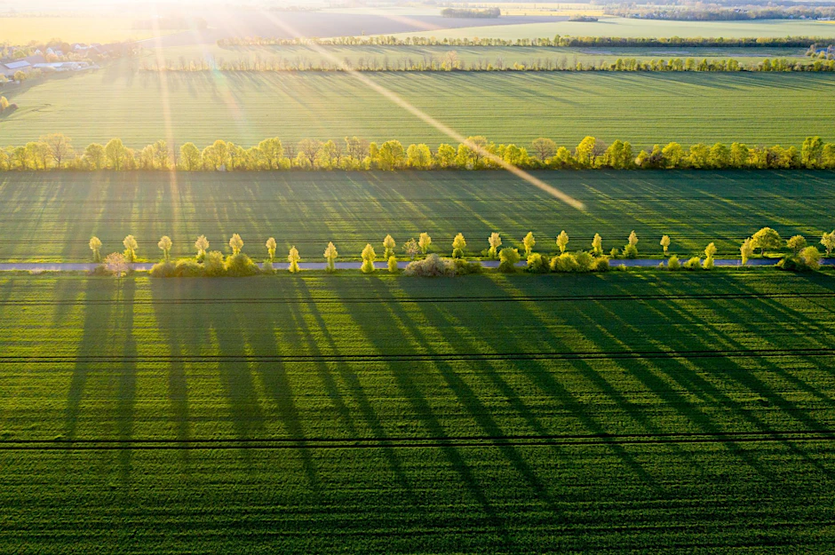 Bäume werfen in der Morgensonne lange Schatten auf ein Feld.  ymbolbild