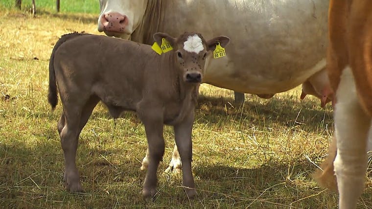 Das Kalb bei "Bauer sucht Frau"-Landwirt Erik ist erst sieben Tage alt.