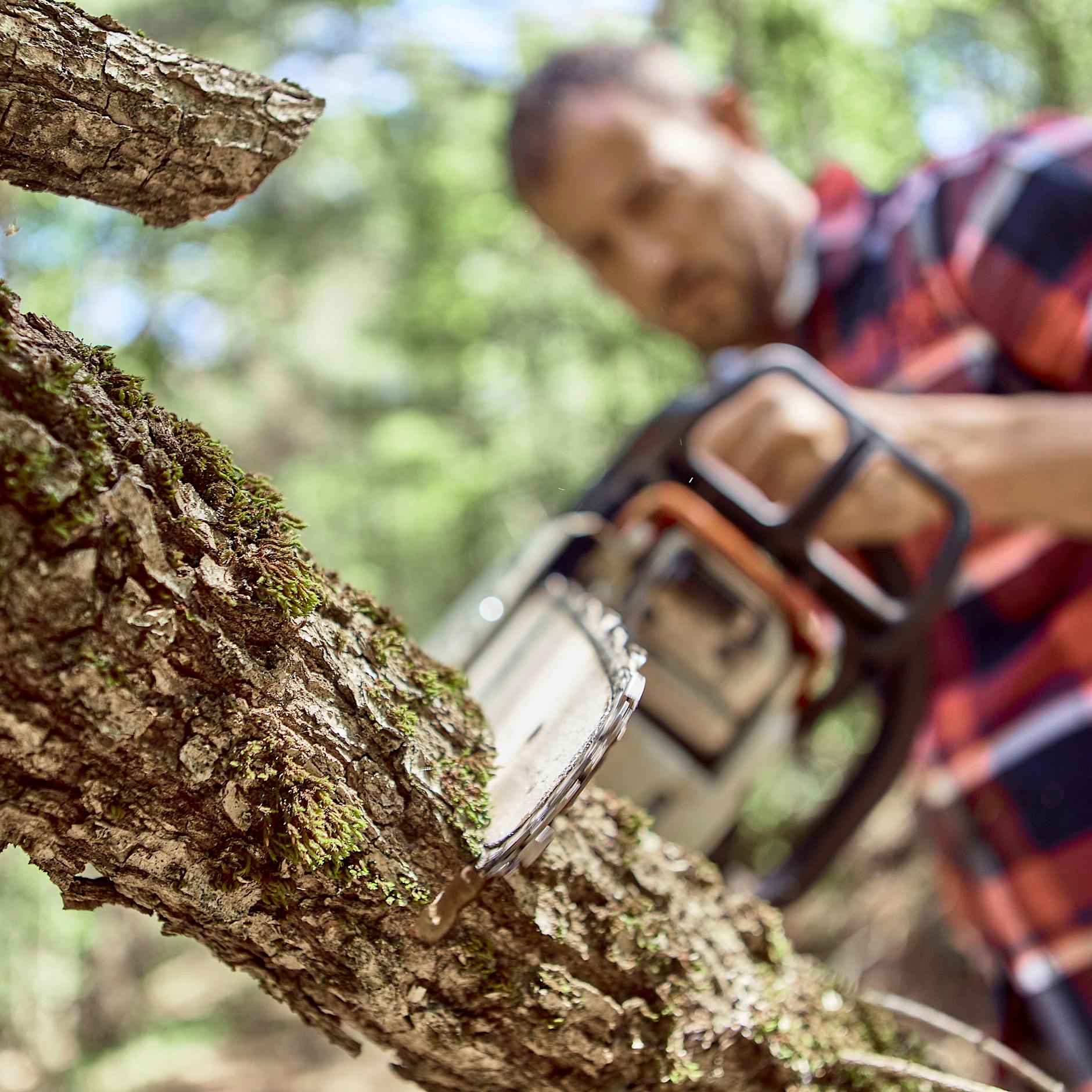 Bloß nicht wegwerfen! Die Energiekrise und der neue Hunger nach Holz