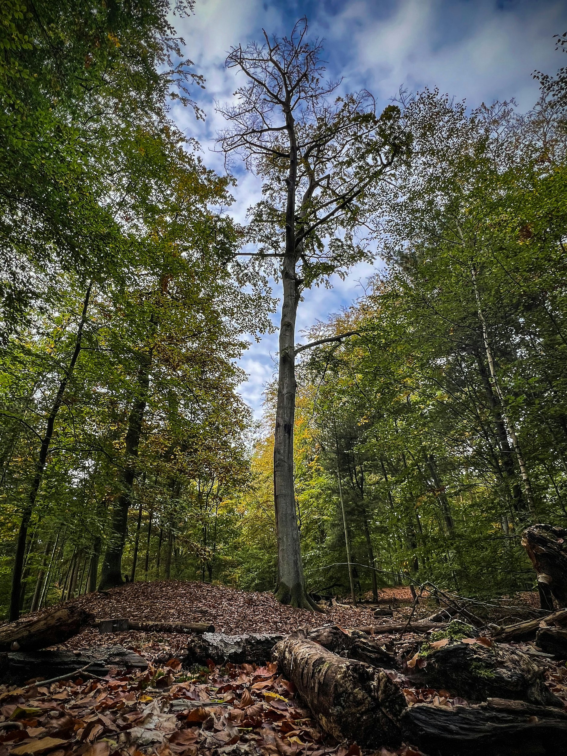 Einst war die Krone dieser Buche wesentlich größer und ließ keine Sonnenstrahlen auf den Waldboden.