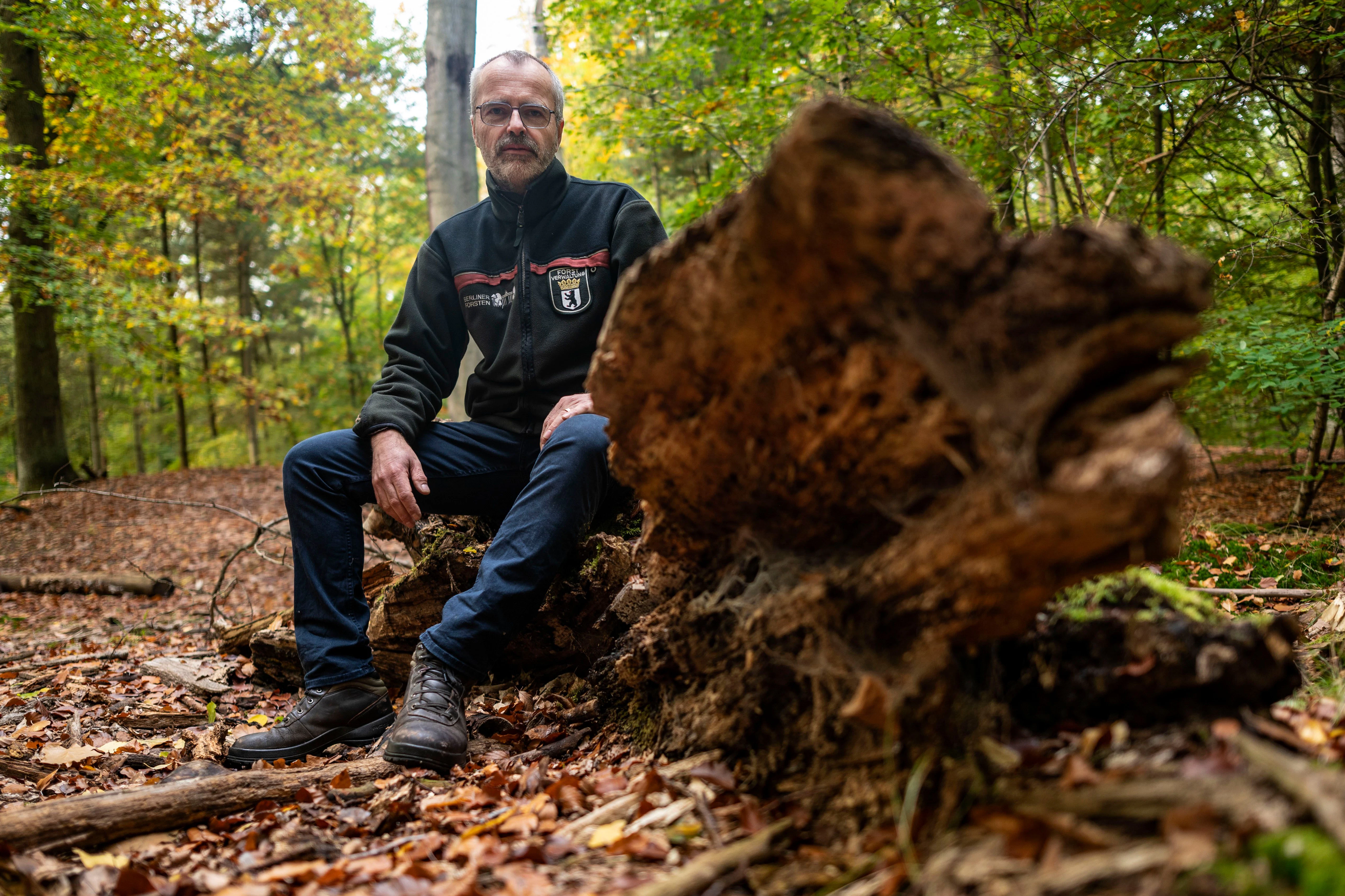 Marc Franusch auf einem alten umgefallenen Baum. In den Wäldern von West-Berlin wird Totholz bereits seit den 70er-Jahren meist liegen gelassen. Dort siedeln sich dann viele Käfer und Mikroorganismen an.