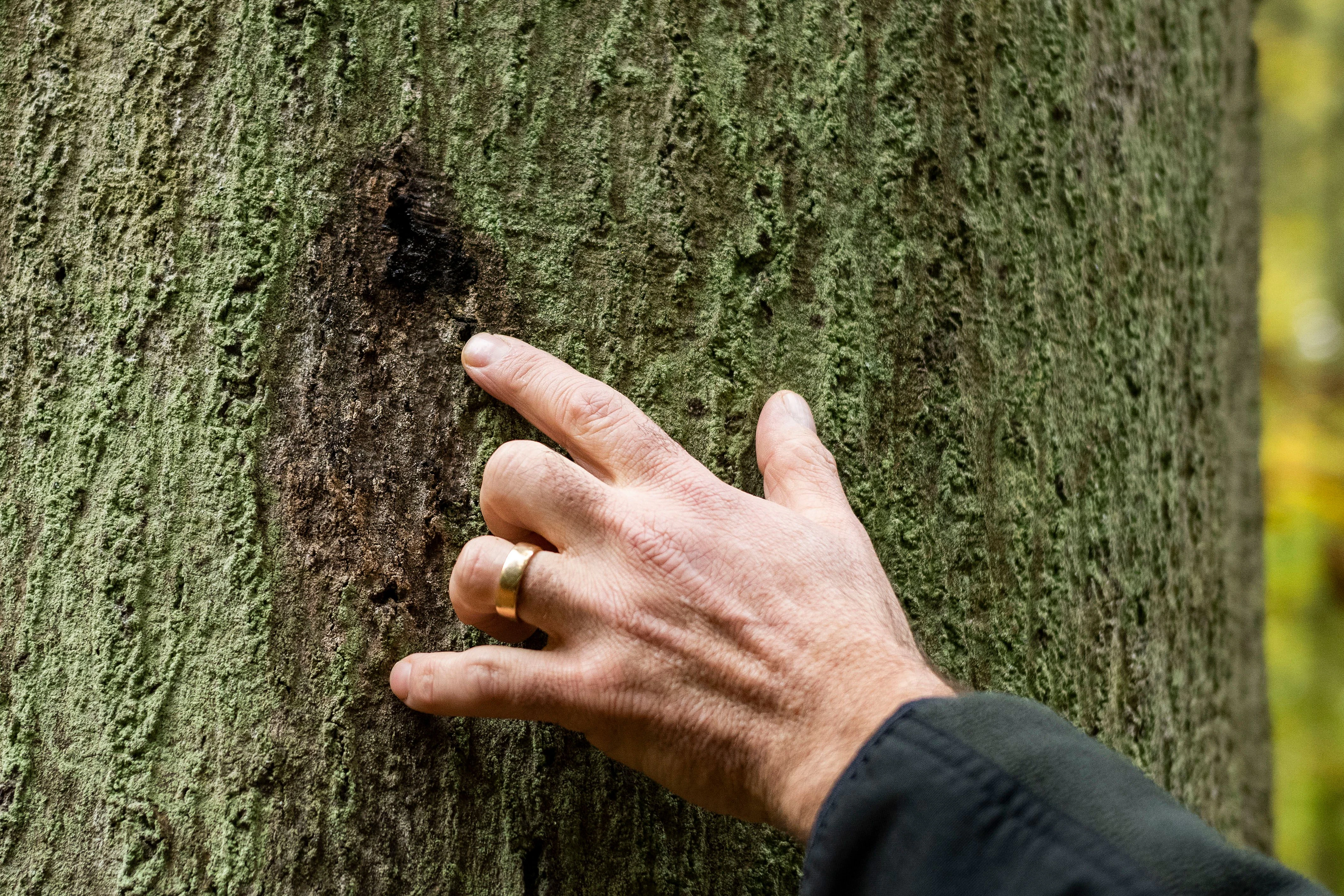 Förster Marc Franusch zeigt an „seiner“ Buche einen Schaden, den der Baum versucht, mit einen schwarzen Schleimfluss wieder zu schließen.