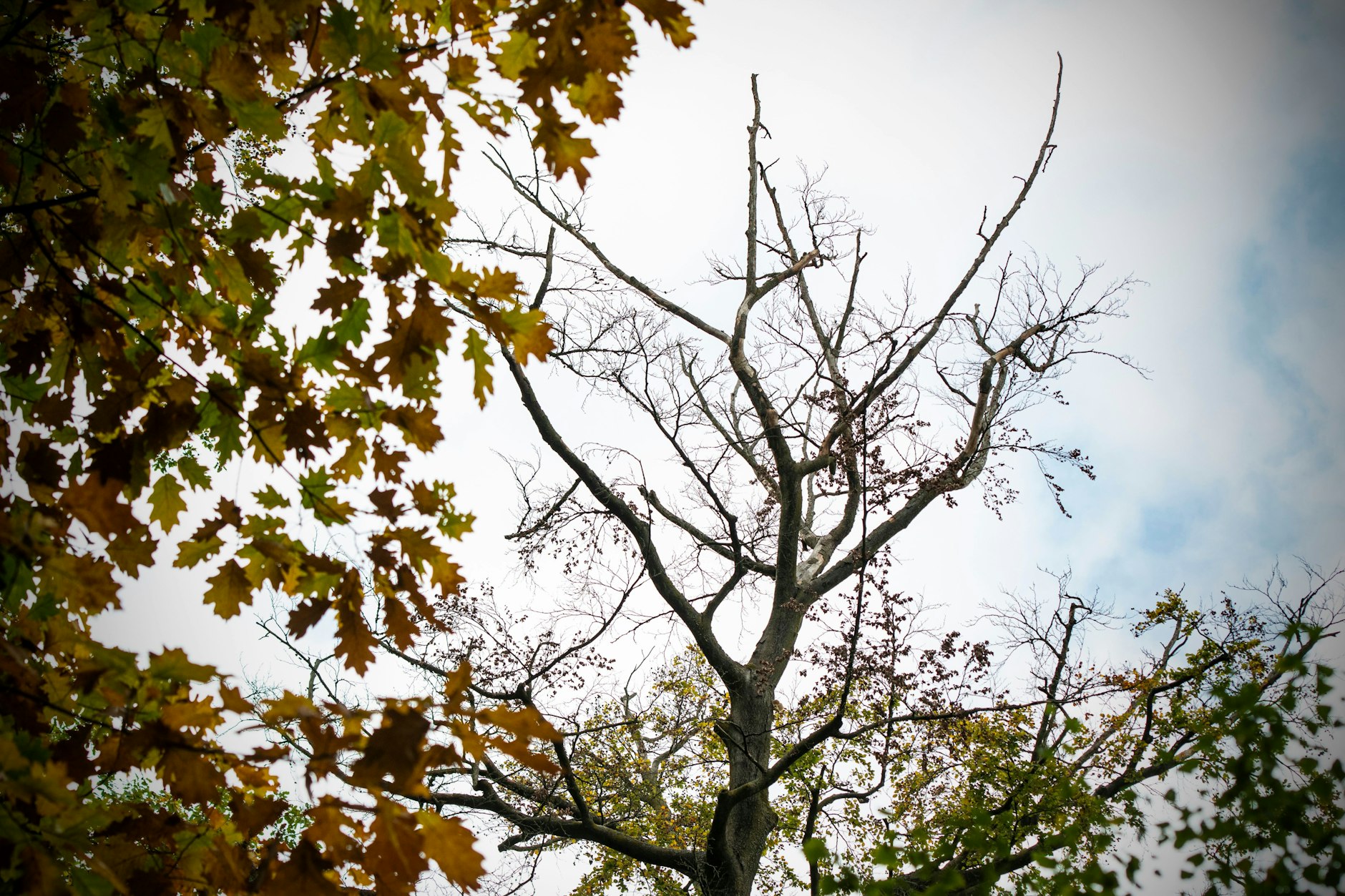 Die ganz kahlen Äste in der Krone sind schon länger tot. Doch die Äste mit den vielen Mini-Zweigen wollten in diesem Frühjahr noch austreiben – eigentlich. Dann sind sie vertrocknet.