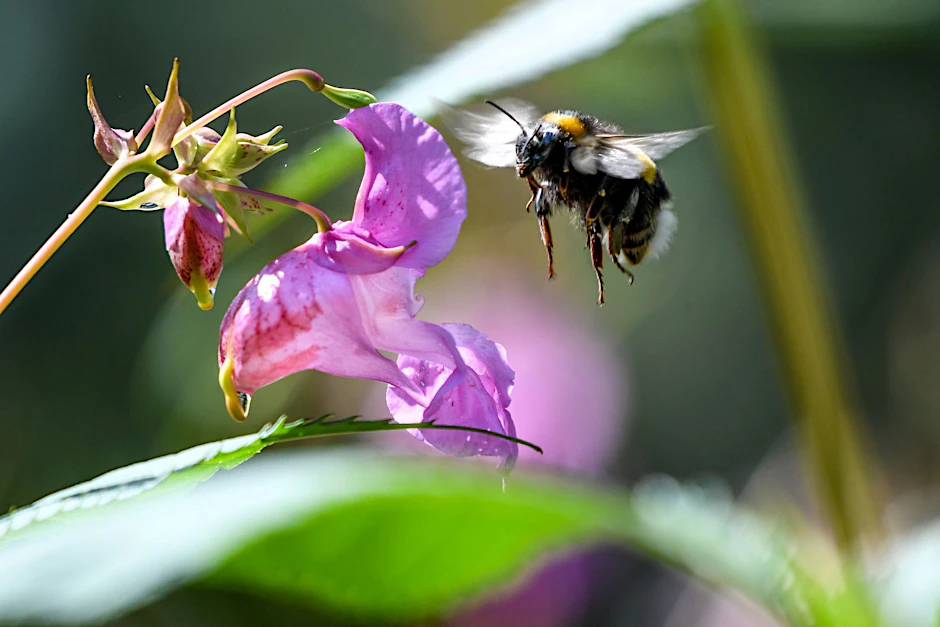 ARCHIV - Eine Hummel fliegt auf die Blüte eines Dru·sigen Springkrauts (Impatiens glandulifera) zu.  