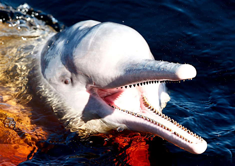 ARCHIV - Ein Amazonasdelfin schwimmt im Rio Negro in der Nähe von Manaus.  