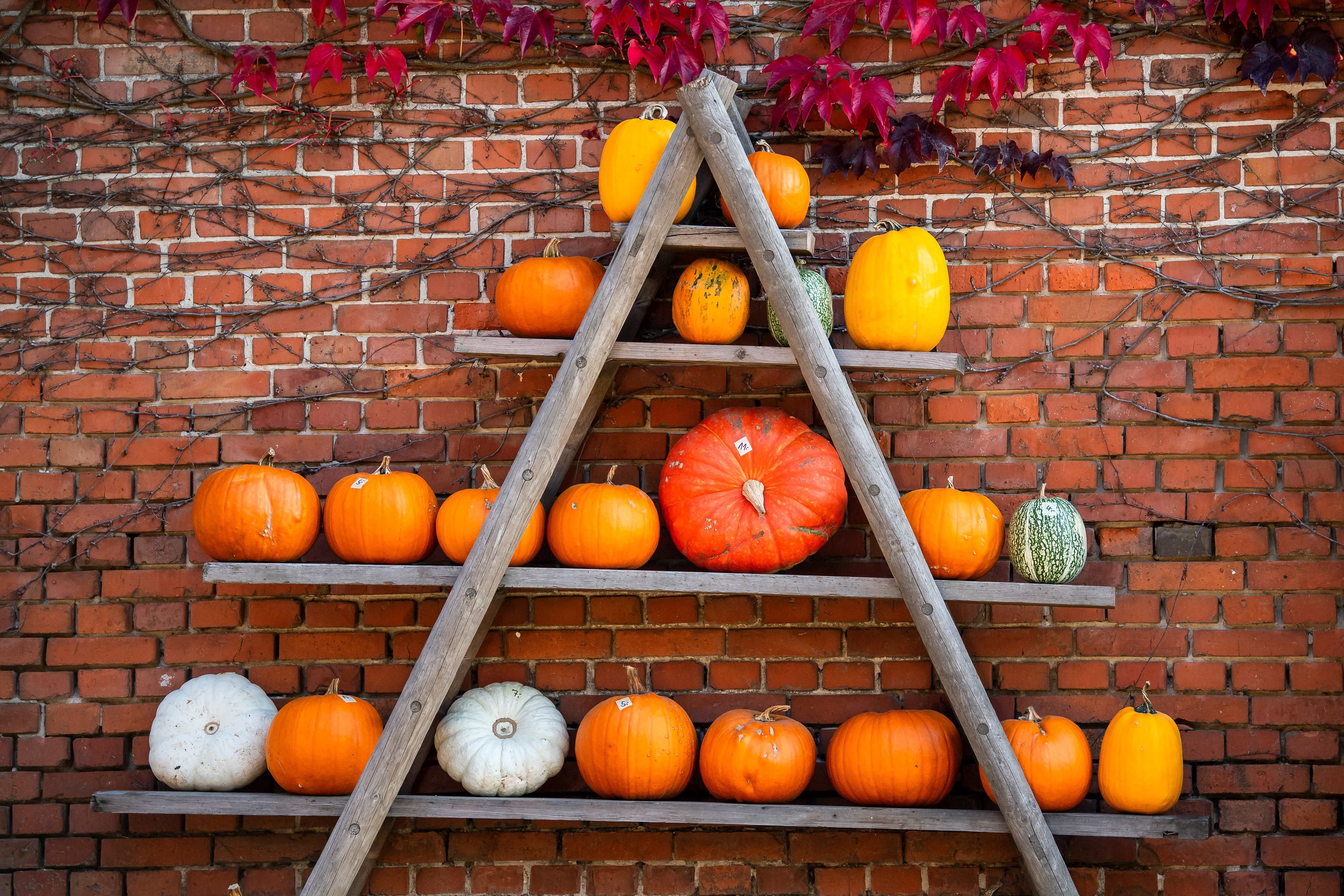 Von wegen out! Der Kürbis hat noch viel zu bieten