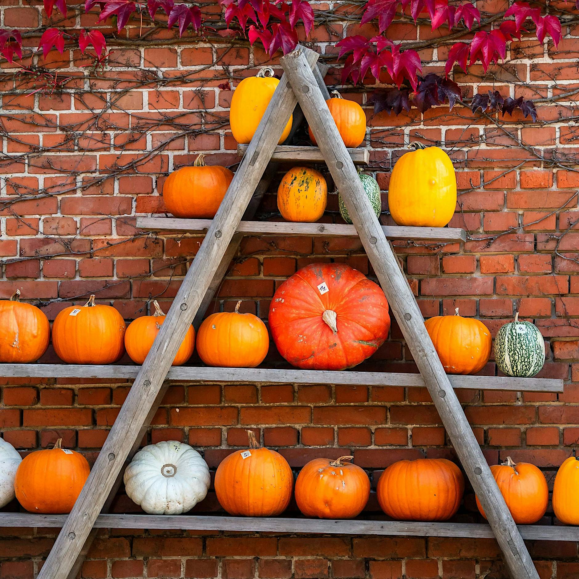 Von wegen out! Der Kürbis hat noch viel zu bieten