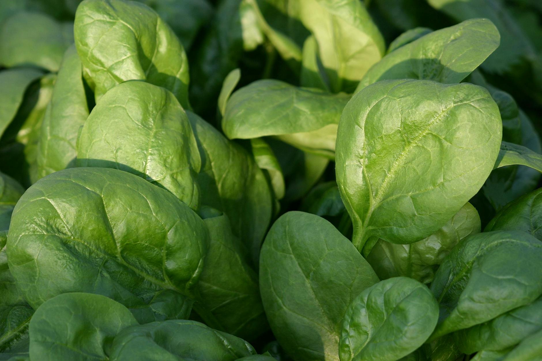 Gesundes Blattgemüse: Spinat kann man fast die ganze Saison über aussäen. 