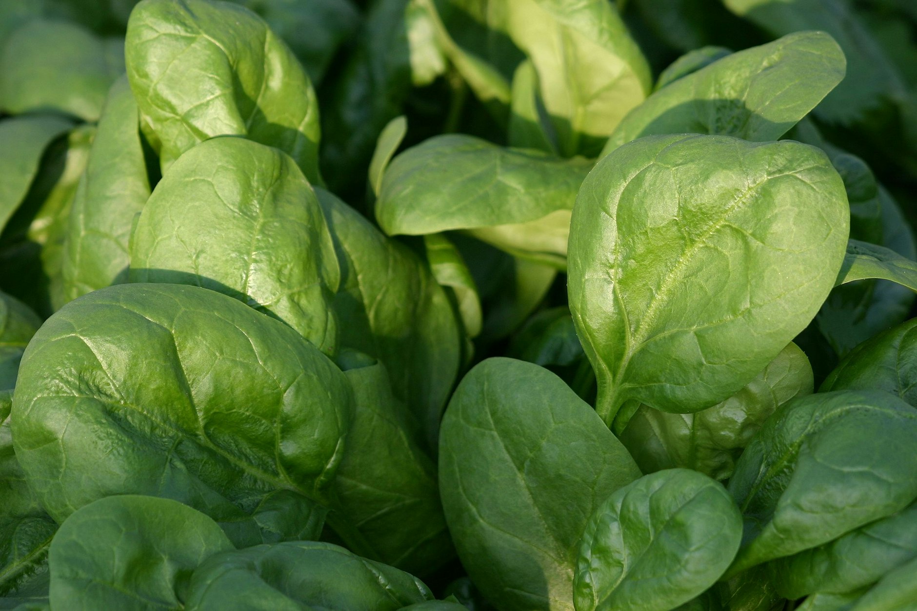 Gesundes Blattgemüse: Spinat kann man fast die ganze Saison über aussäen.&nbsp;
