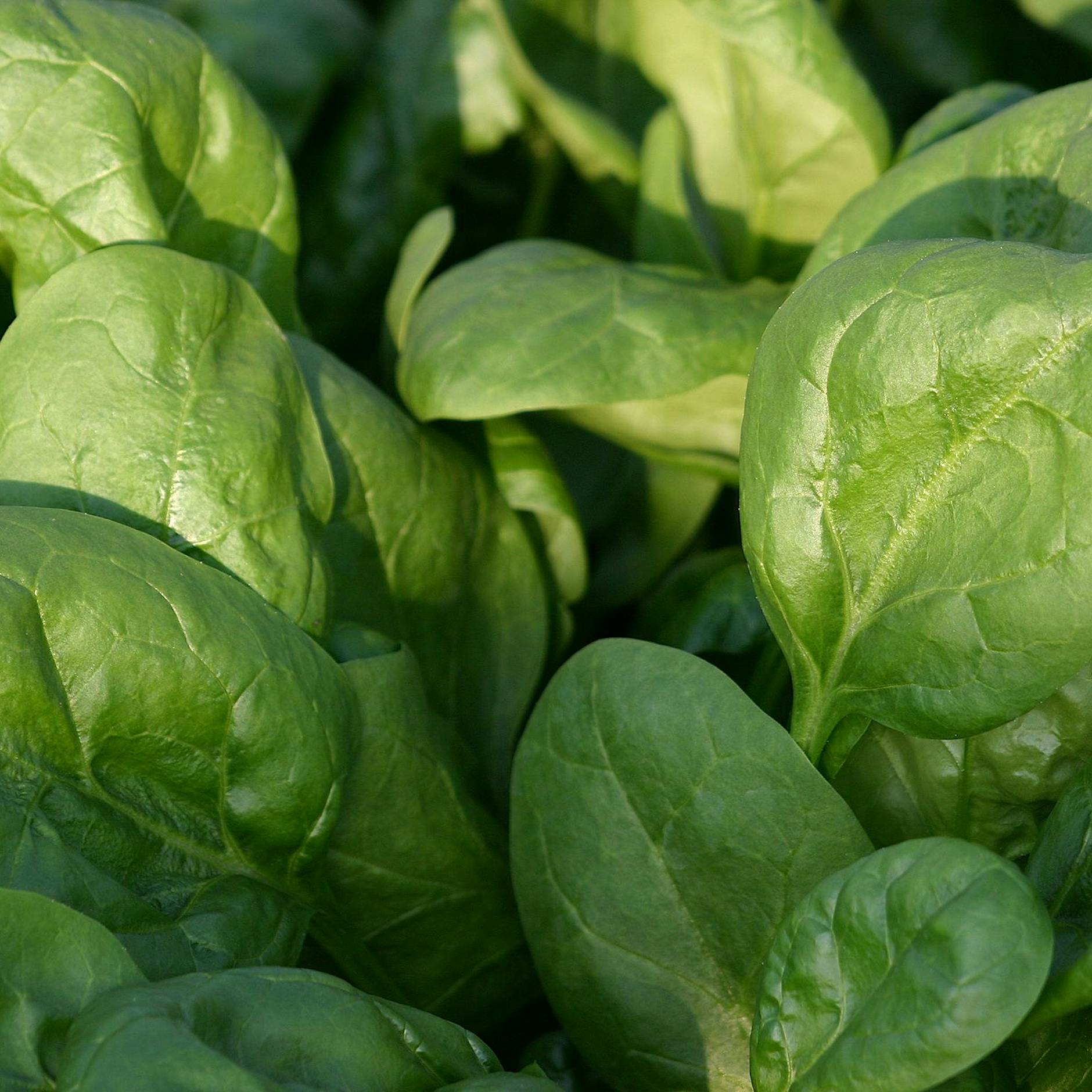 Gärtnern in Krisenzeiten: Was jetzt noch ins Gemüsebeet kann